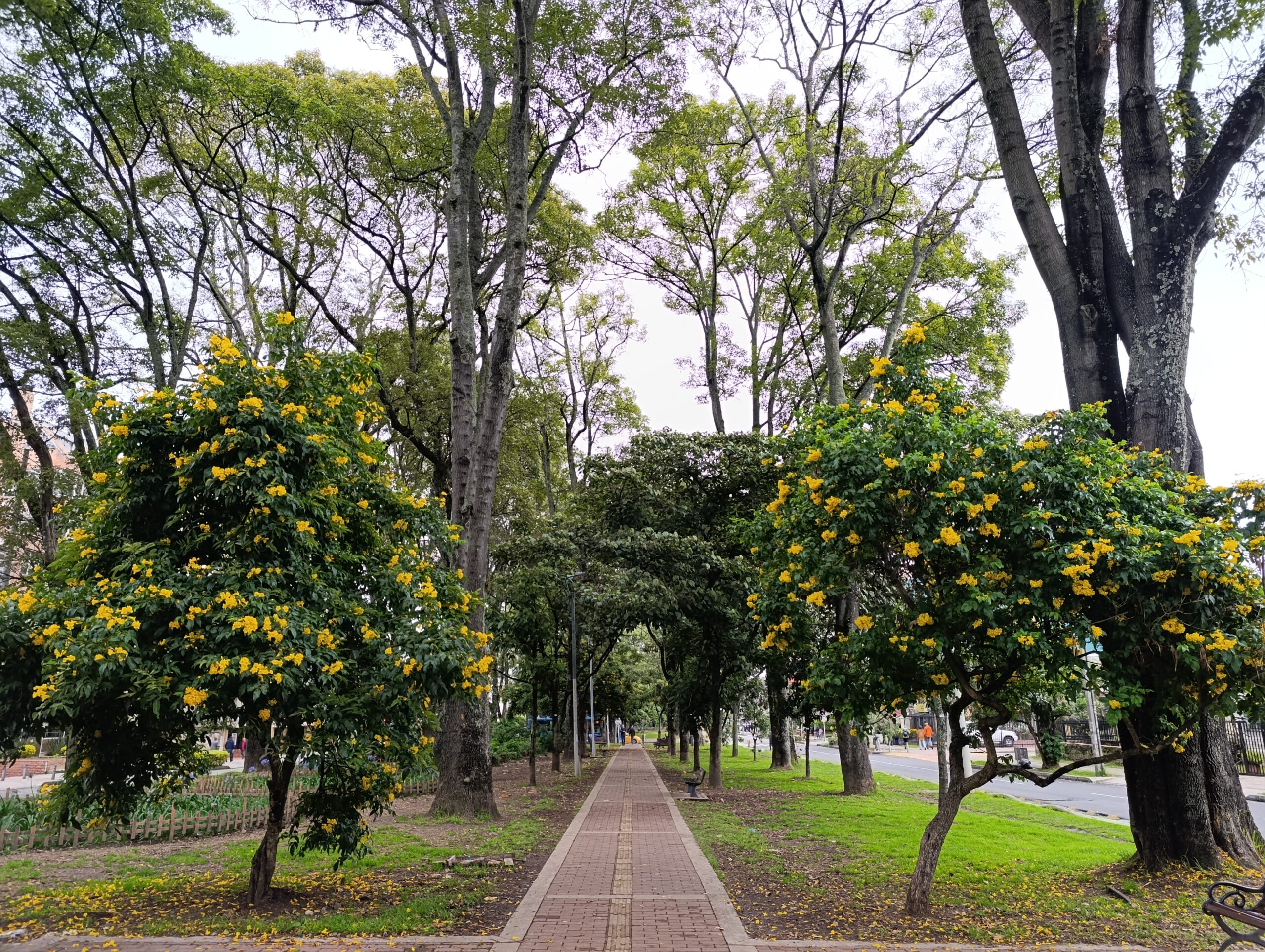 Historias del verde urbano: Bogotá inicia la actualización del censo de su arbolado urbano