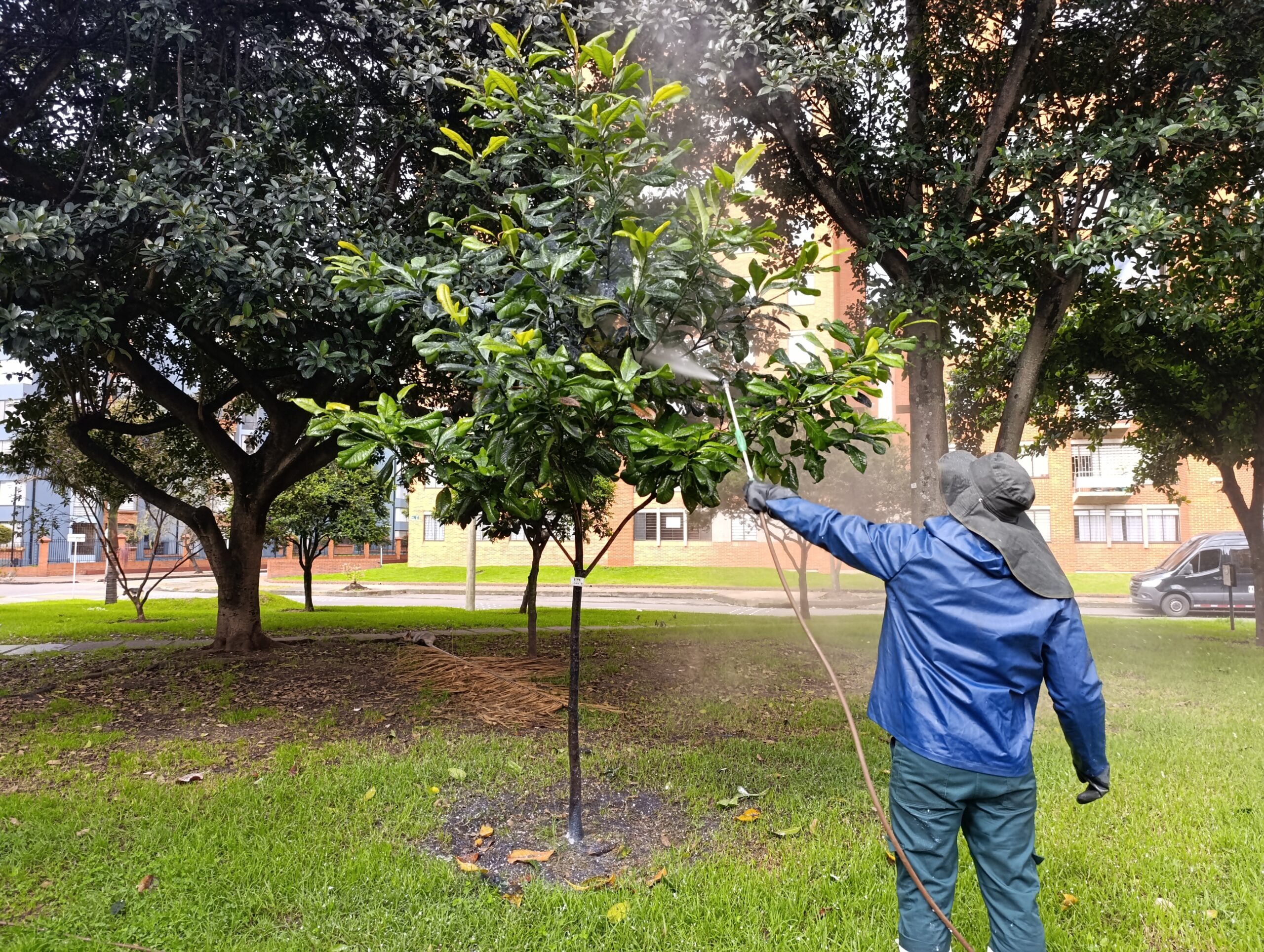 Historias del verde urbano: Magnolios y cauchos sabaneros de Salitre Oriental se blindan contra las plagas