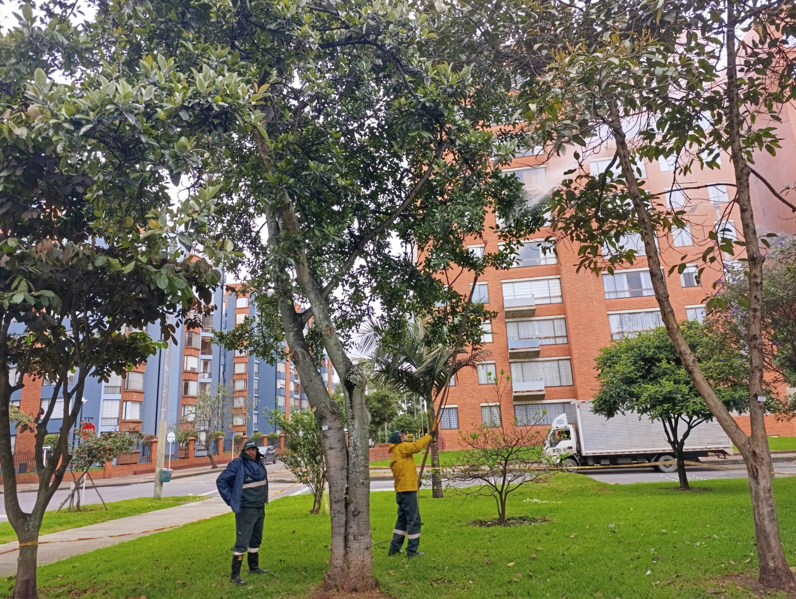 Historias del verde urbano: Magnolios y cauchos sabaneros de Salitre Oriental se blindan contra las plagas