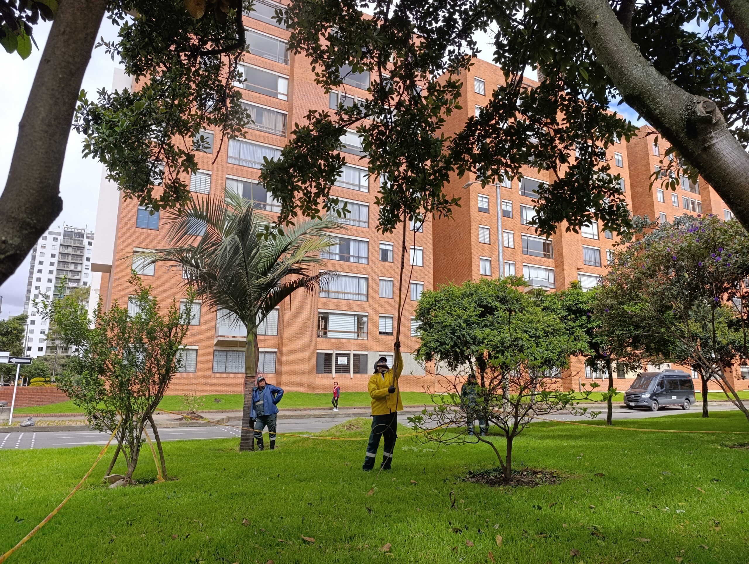 Historias del verde urbano: Magnolios y cauchos sabaneros de Salitre Oriental se blindan contra las plagas