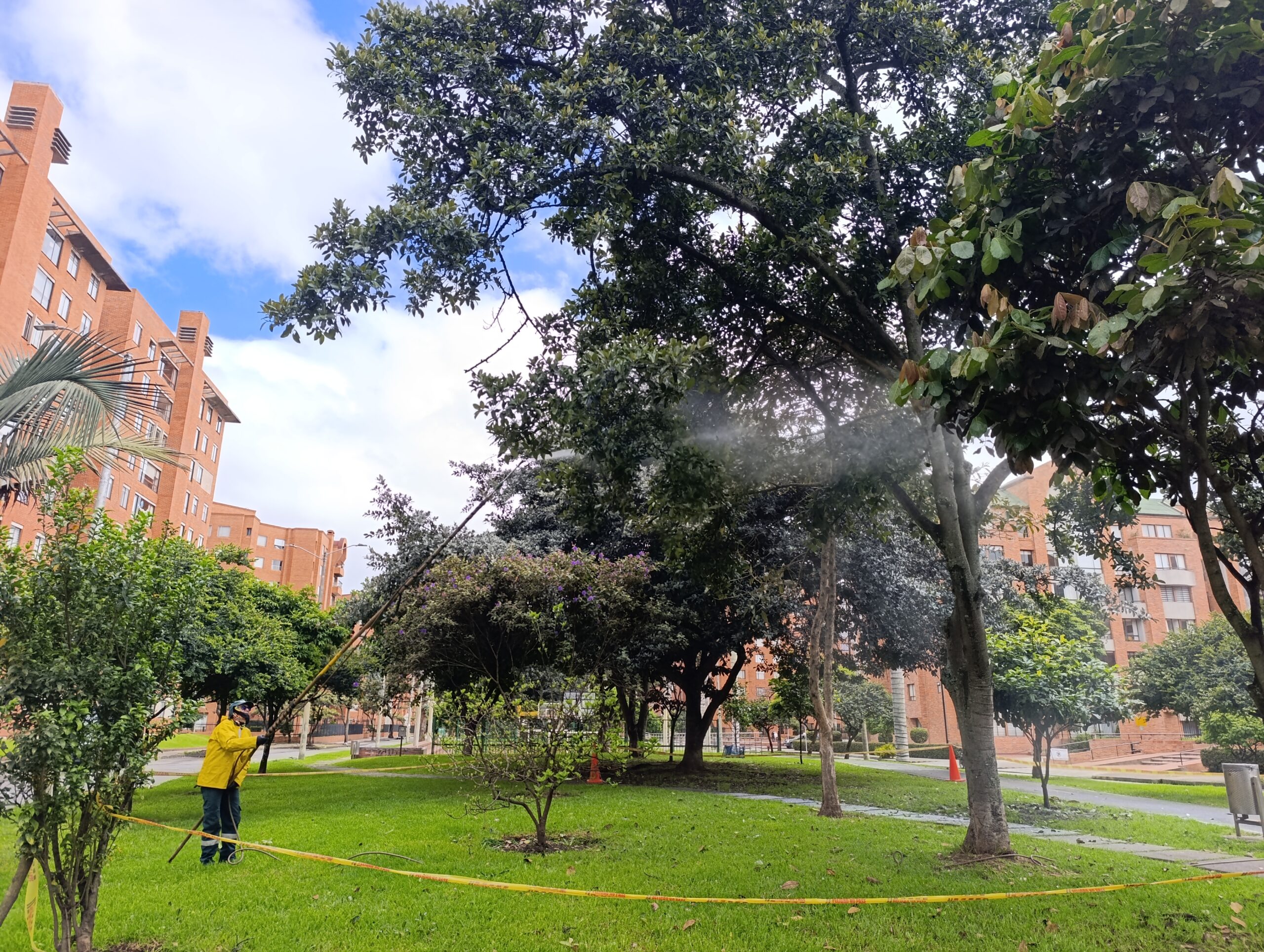 Historias del verde urbano: Magnolios y cauchos sabaneros de Salitre Oriental se blindan contra las plagas