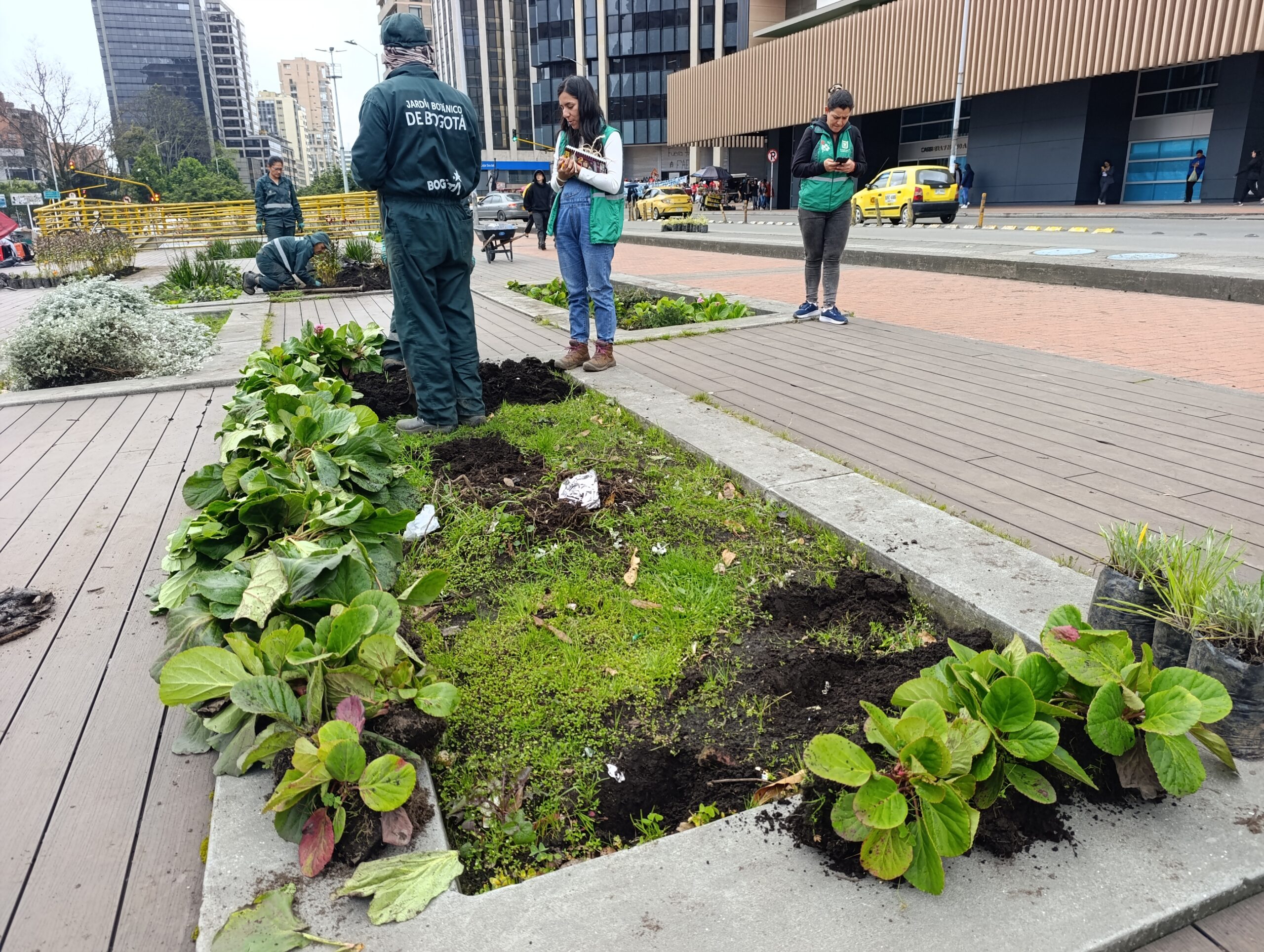 Historias del verde urbano: El bulevar de la estación Museo Nacional recuperó sus coberturas vegetales