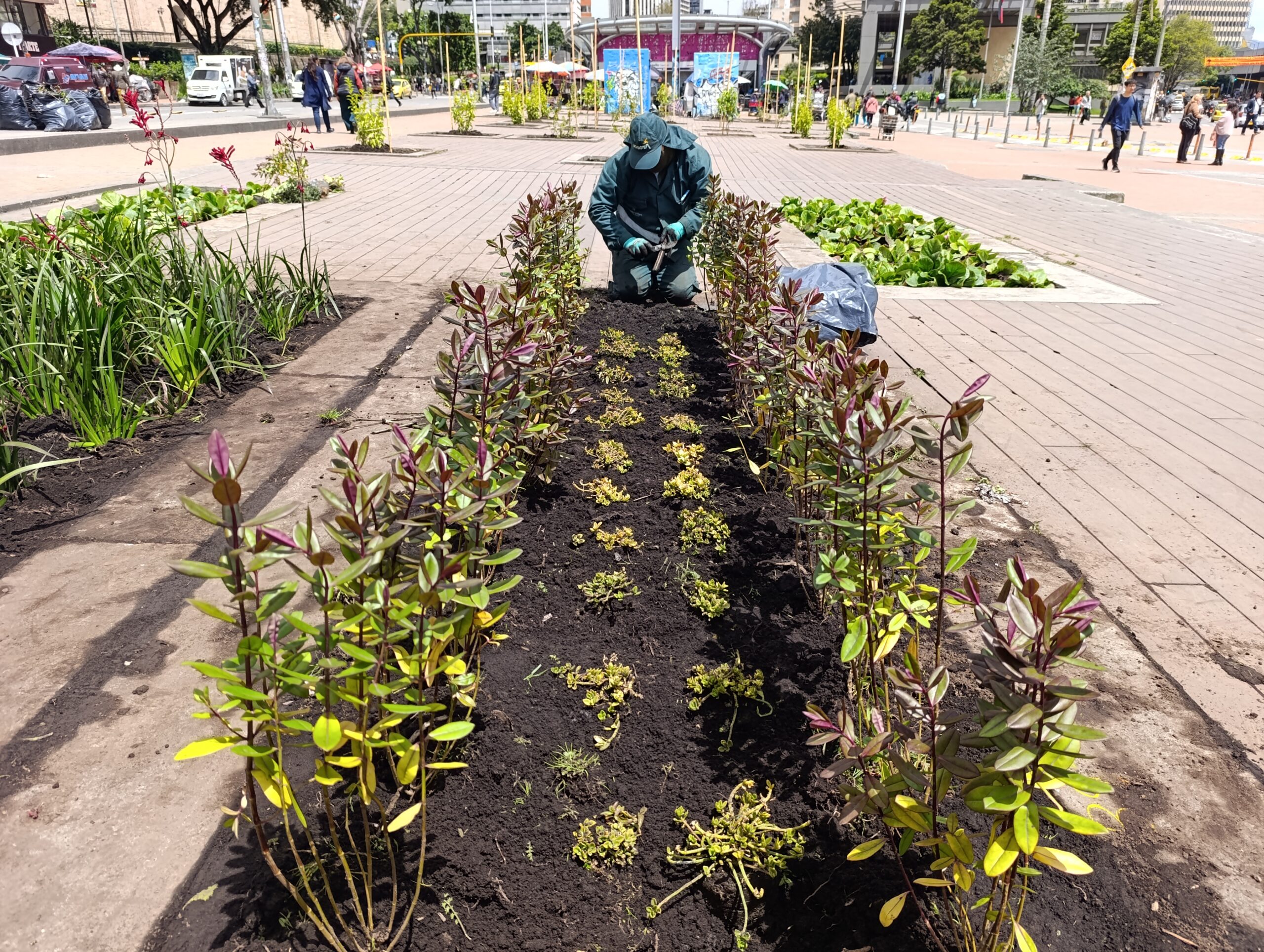 Historias del verde urbano: El bulevar de la estación Museo Nacional recuperó sus coberturas vegetales