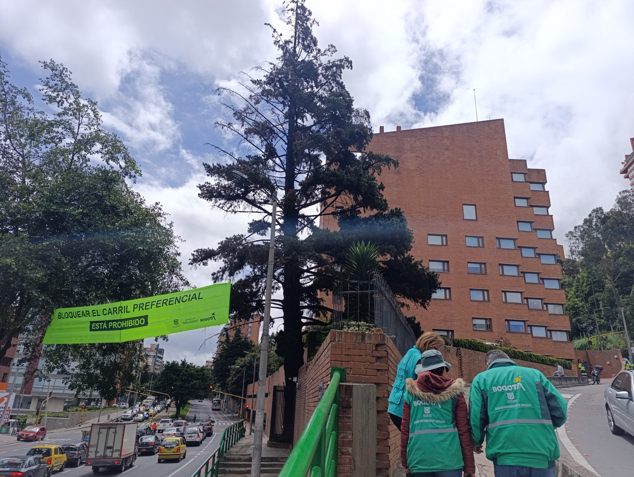Historias del verde urbano: Un pino candelabro patrimonial de Chapinero ingresa a sala de observación