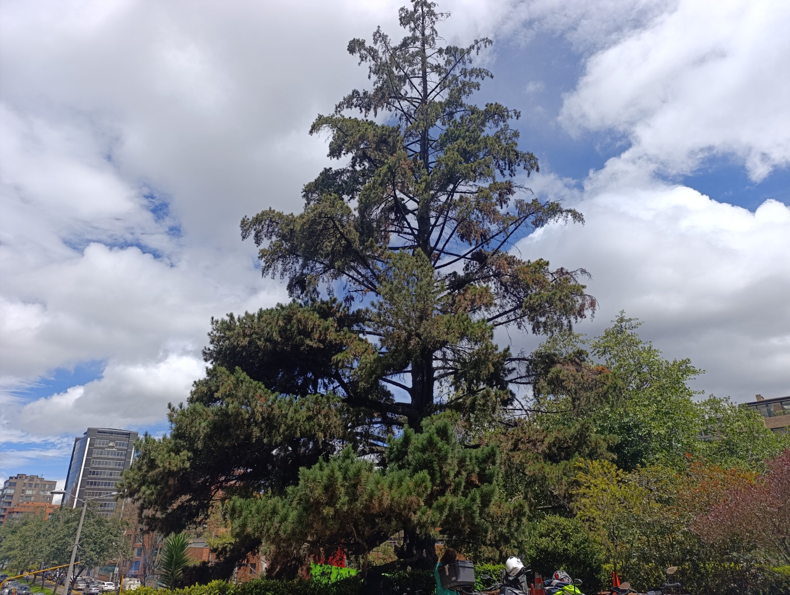 Historias del verde urbano: Un pino candelabro patrimonial de Chapinero ingresa a sala de observación