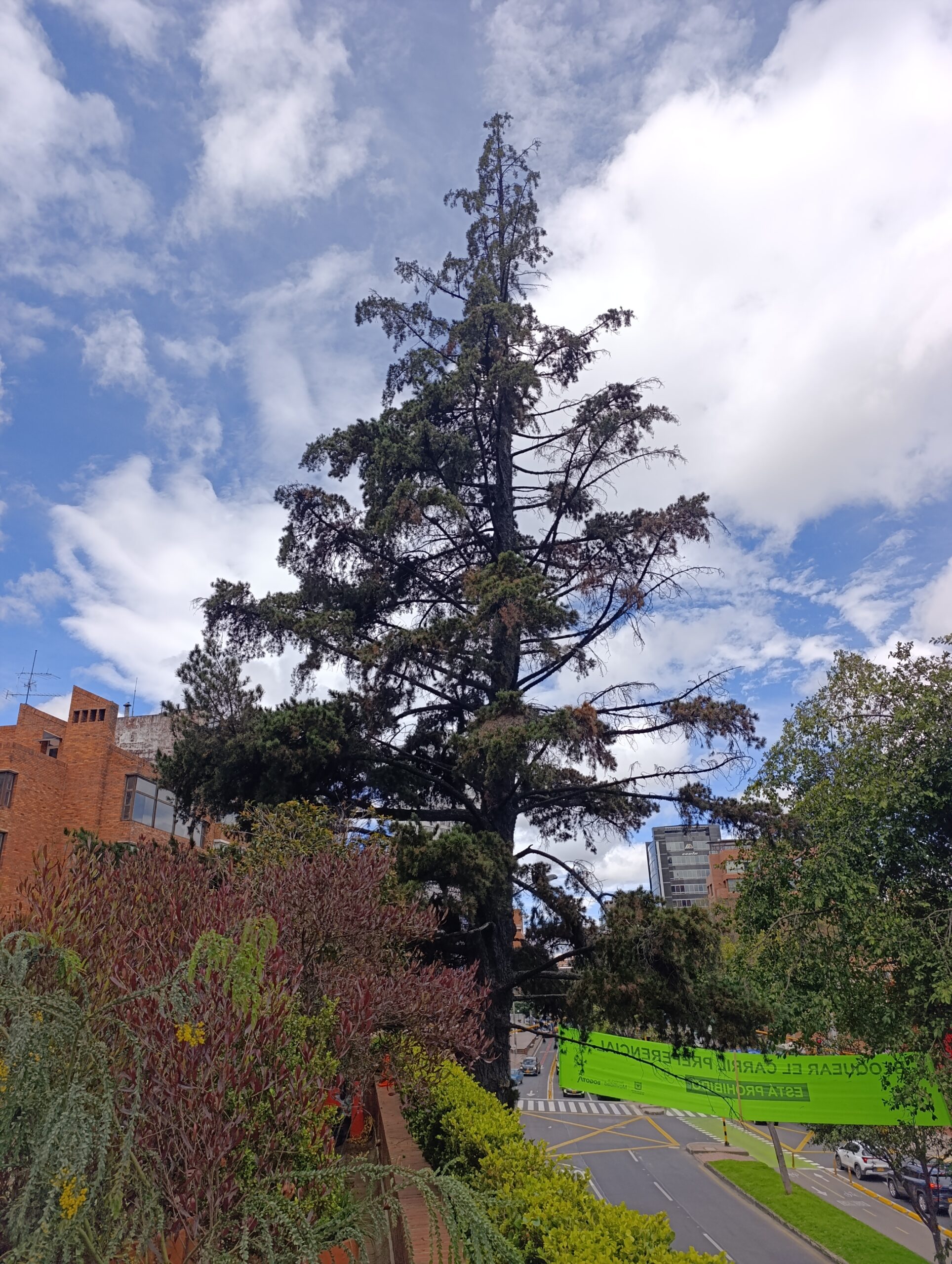 Historias del verde urbano: Un pino candelabro patrimonial de Chapinero ingresa a sala de observación