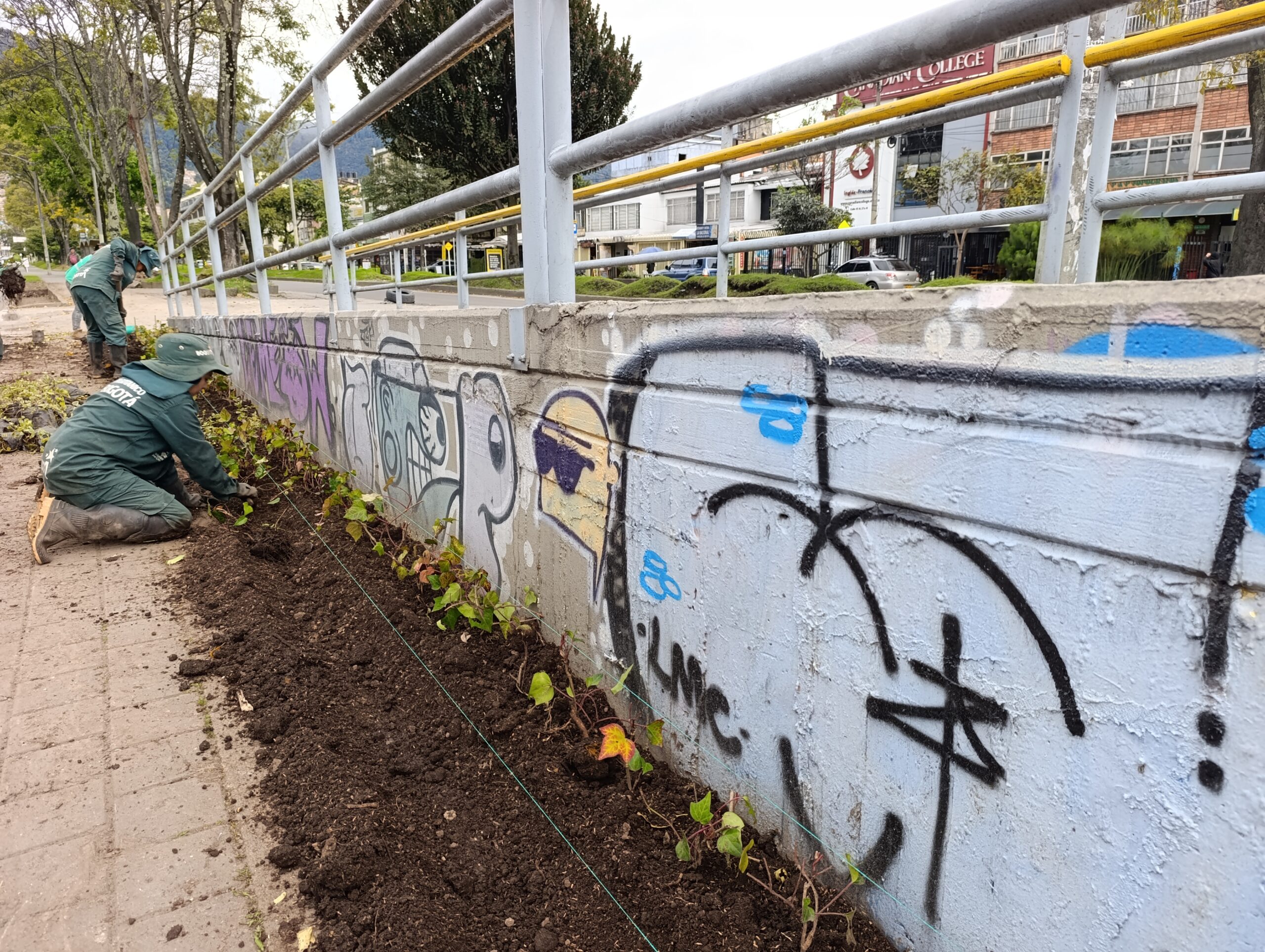 Historias del verde urbano: ¡Puente vehicular de la calle 45 florece con nuevas jardineras!