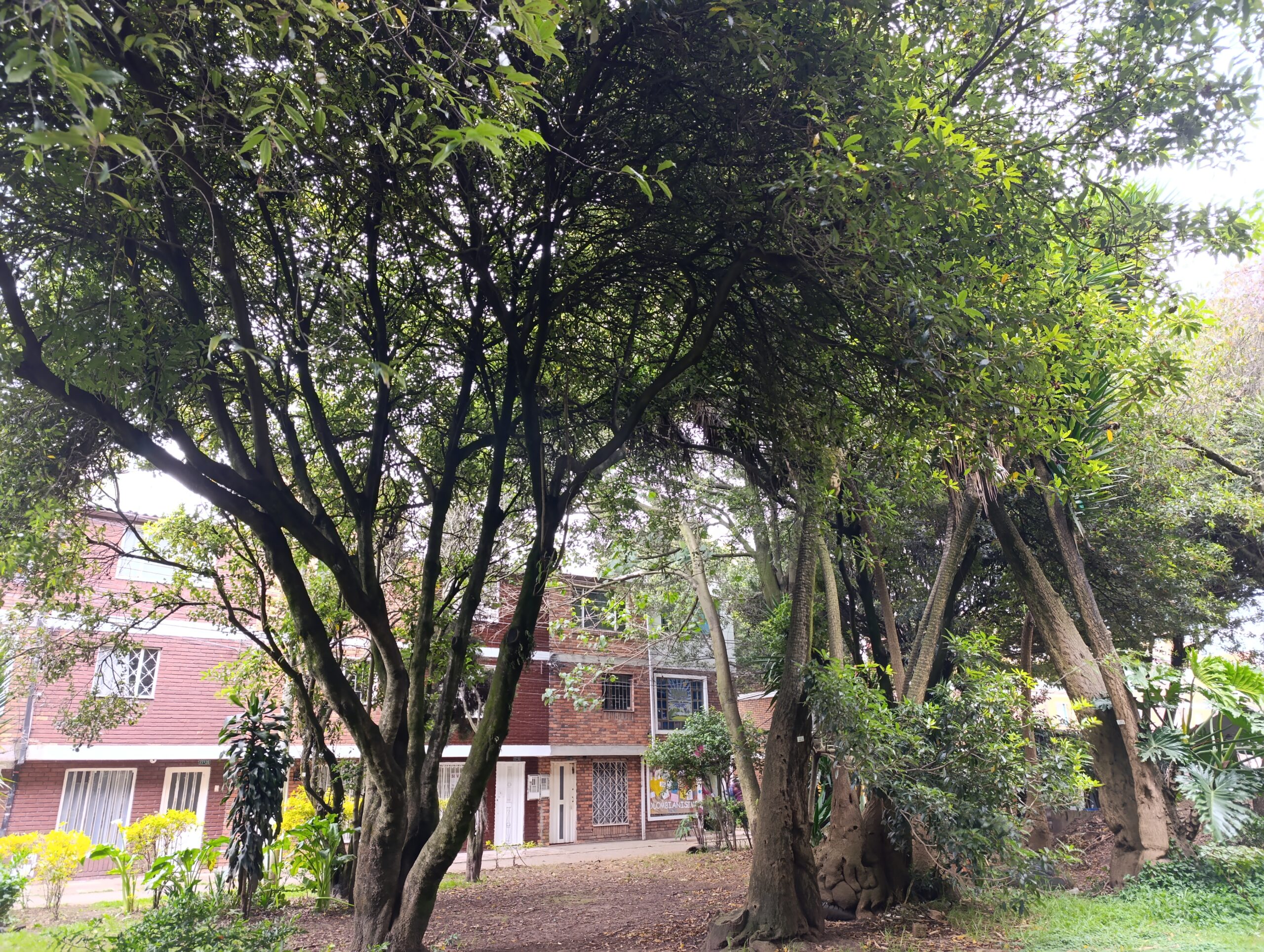 Historias del verde urbano: Un taller de semillas bajo el dosel del bosque urbano de Granada