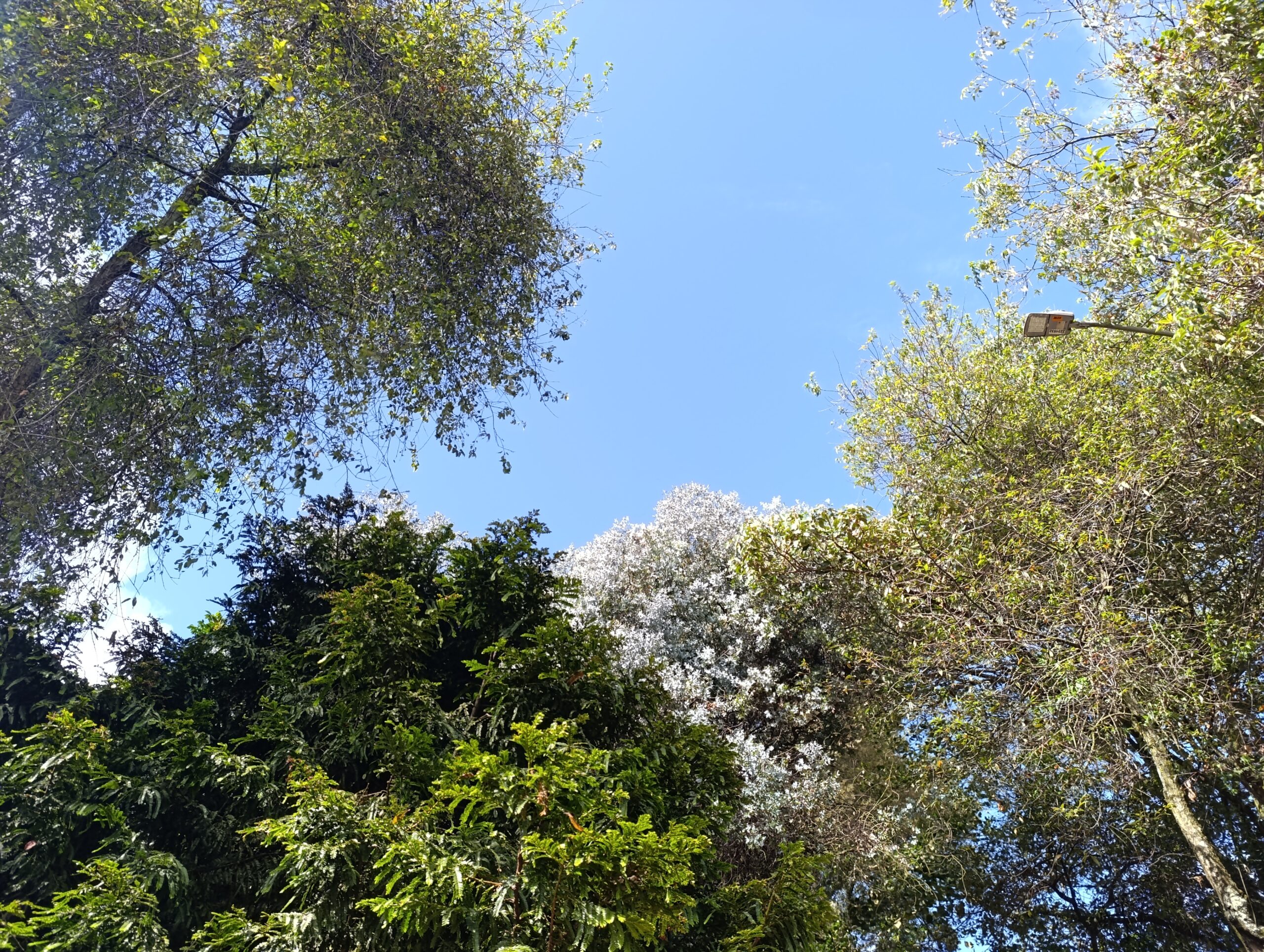 Historias del verde urbano: Un taller de semillas bajo el dosel del bosque urbano de Granada