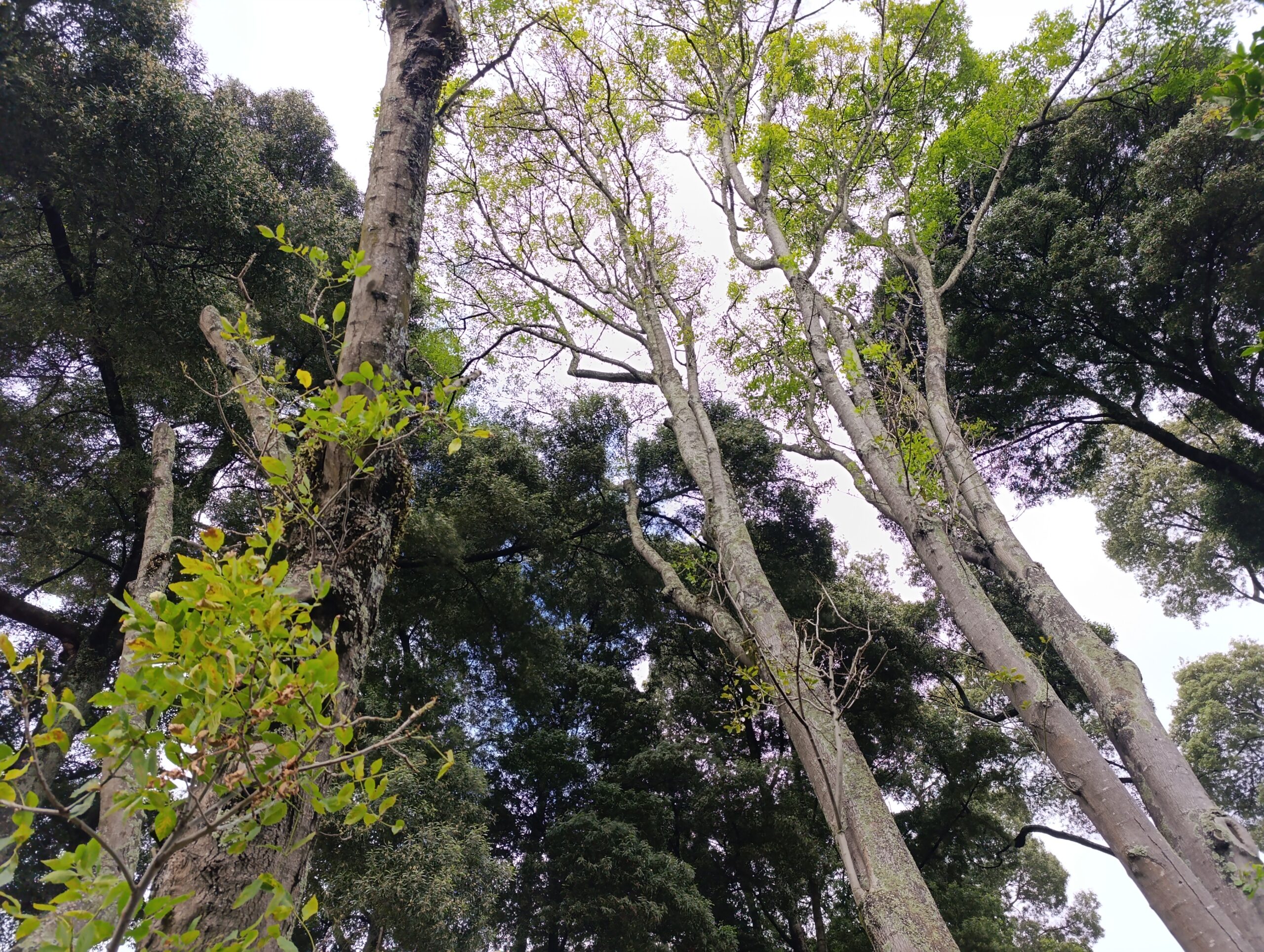 Historias del verde urbano: Un taller de semillas bajo el dosel del bosque urbano de Granada