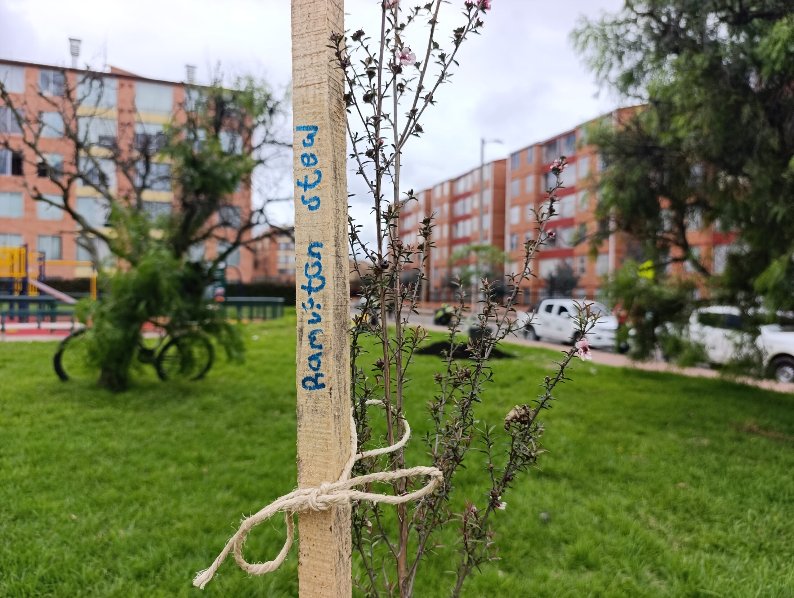 Historias del verde urbano: Los Mandarinos: dos parques de Engativá que diversificaron su arbolado