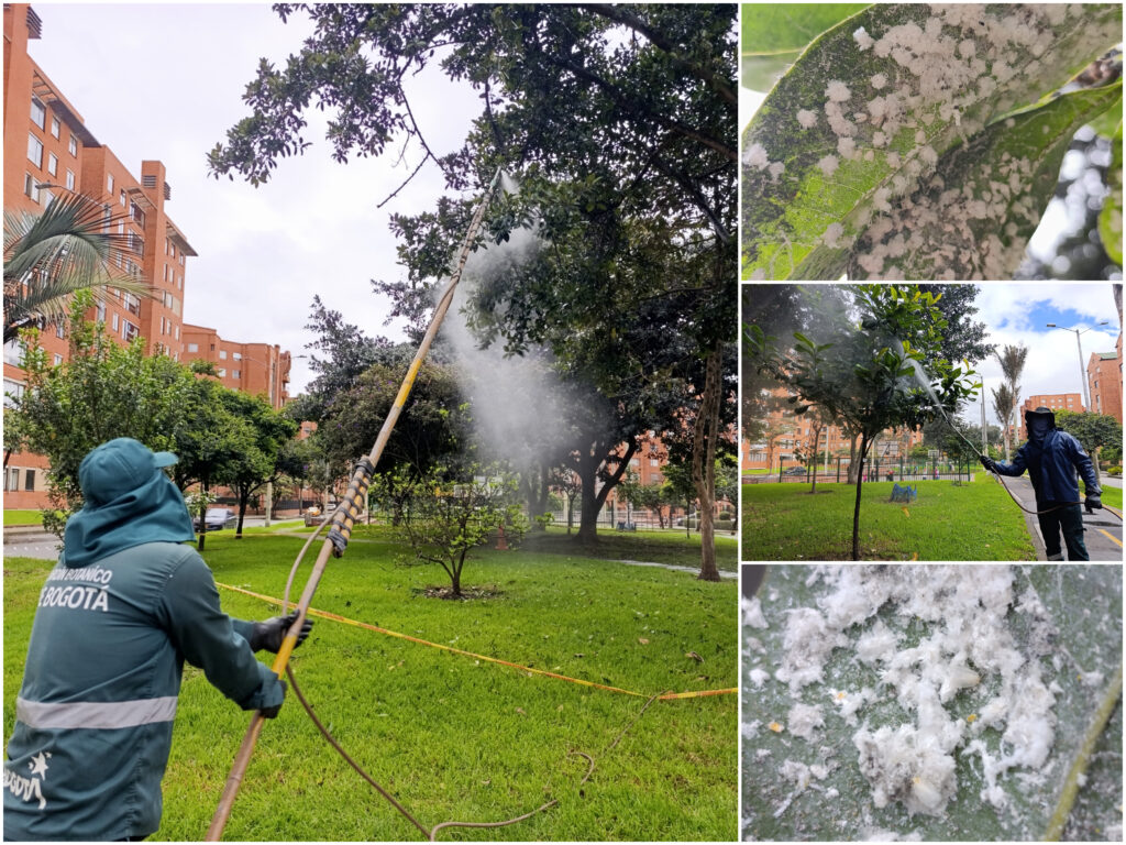 Historias del verde urbano: Magnolios y cauchos sabaneros de Salitre Oriental se blindan contra las plagas