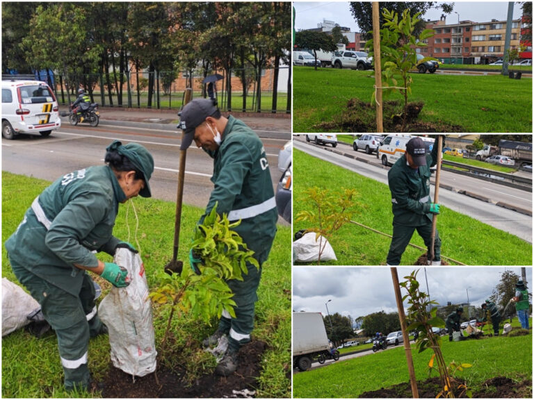 Historias del verde urbano: La carrera 30 se vestirá con flores amarillas y moradas