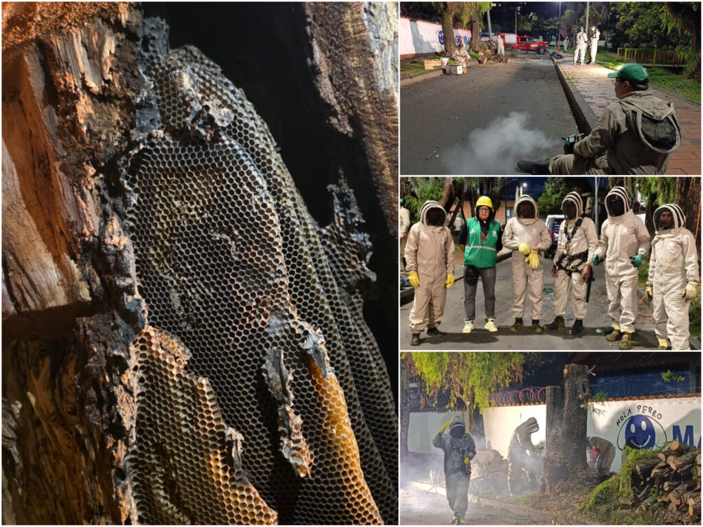 Historias del verde urbano: Así fue el segundo operativo interinstitucional de rescate de abejas en los árboles de Bogotá