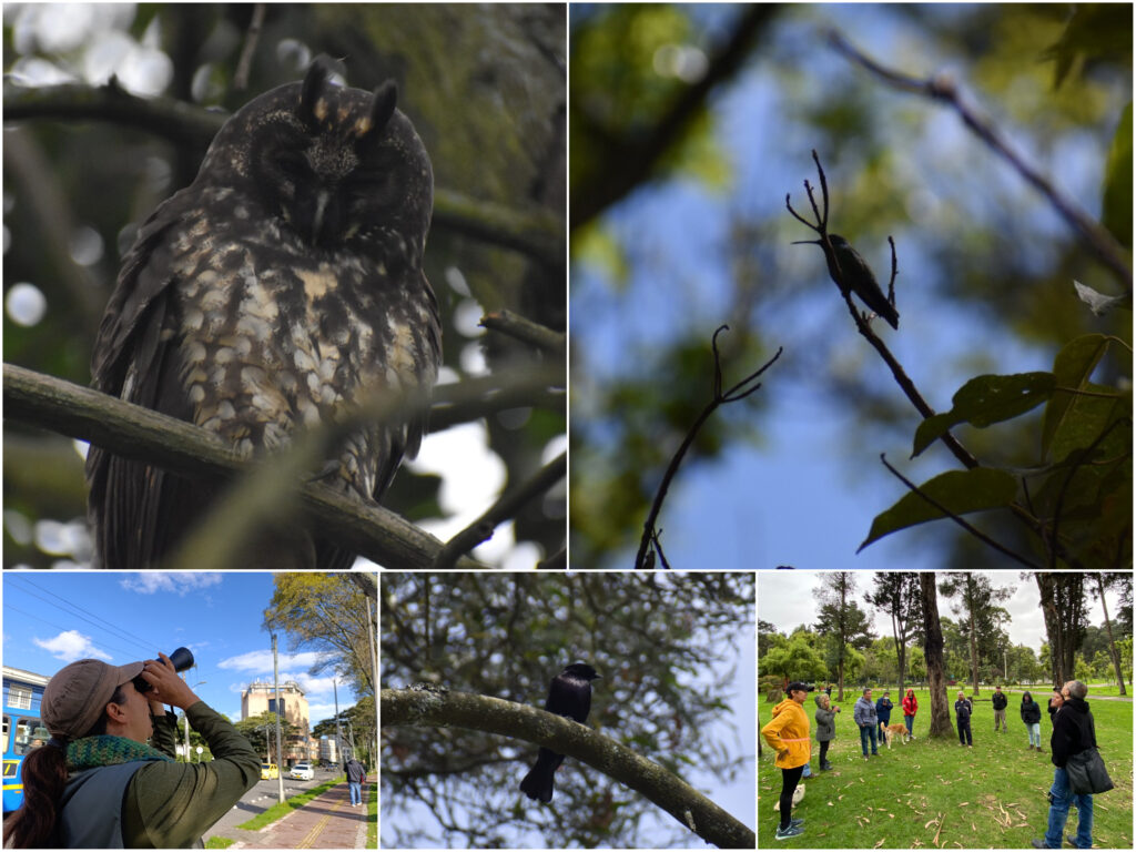 Historias del verde urbano: ¡Pajareando por los bosques urbanos!