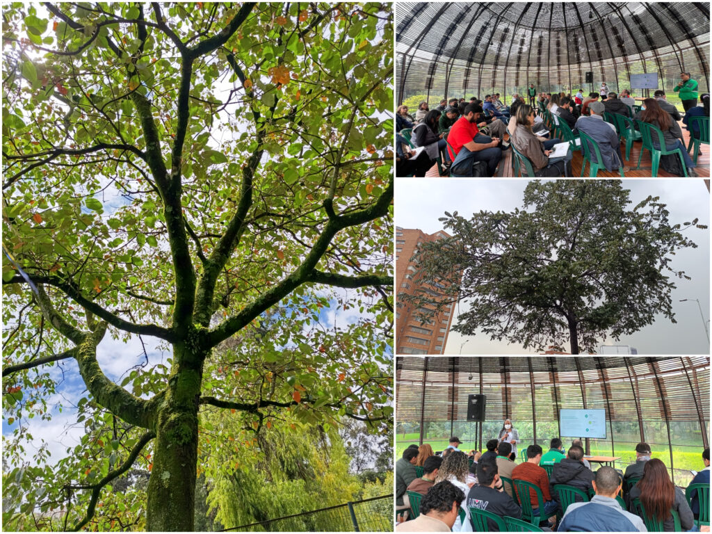 Historias del verde urbano: Bogotá inicia la actualización del censo de su arbolado urbano