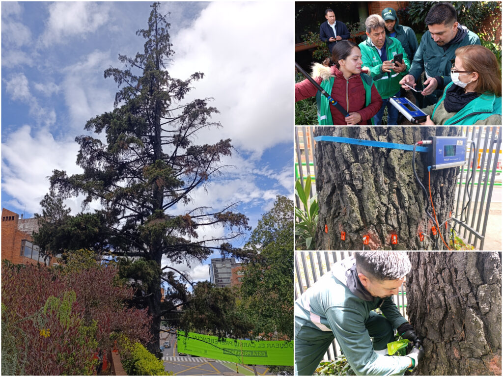 Historias del verde urbano: Un pino candelabro patrimonial de Chapinero ingresa a sala de observación