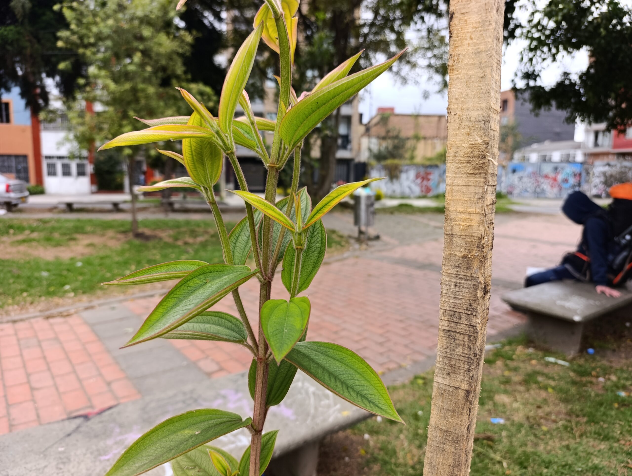 Historias del verde urbano: El reverdecer de San Luis y el parque Tercer Milenio