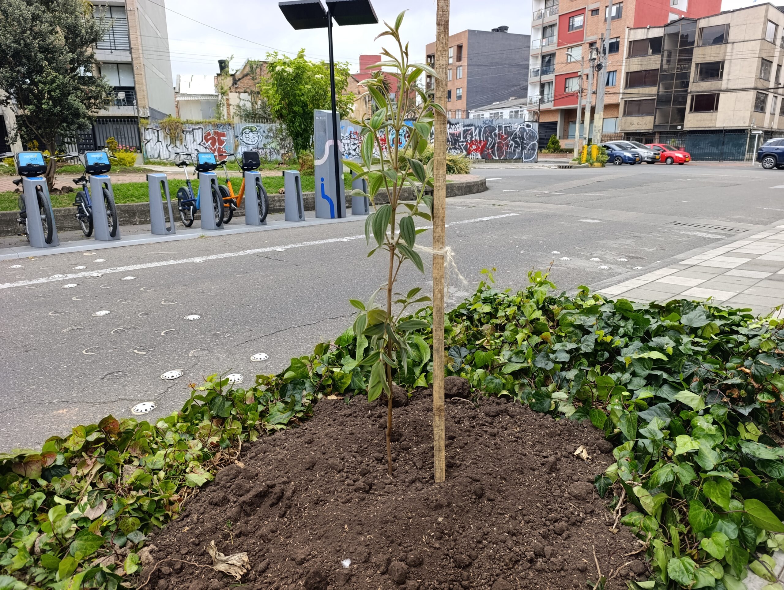 Historias del verde urbano: El reverdecer de San Luis y el parque Tercer Milenio