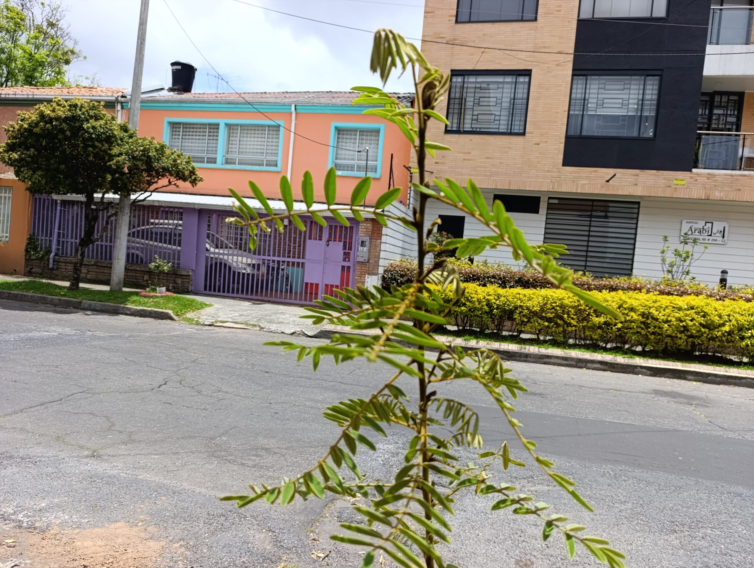 Historias del verde urbano: El reverdecer de San Luis y el parque Tercer Milenio