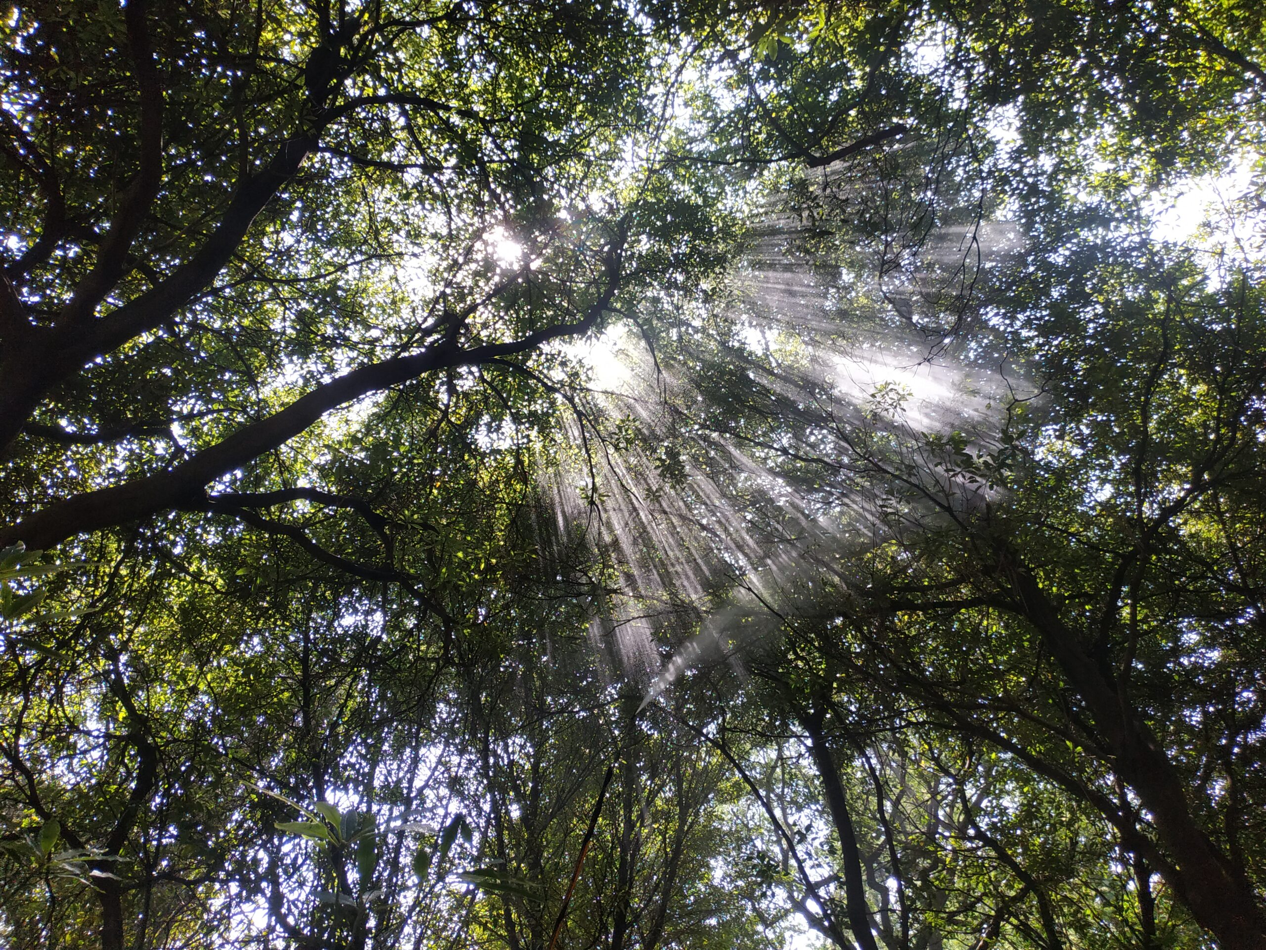 “Encontrémonos en los bosques urbanos” brilló en Ciudad Montes con un taller de jardines biodiversos
