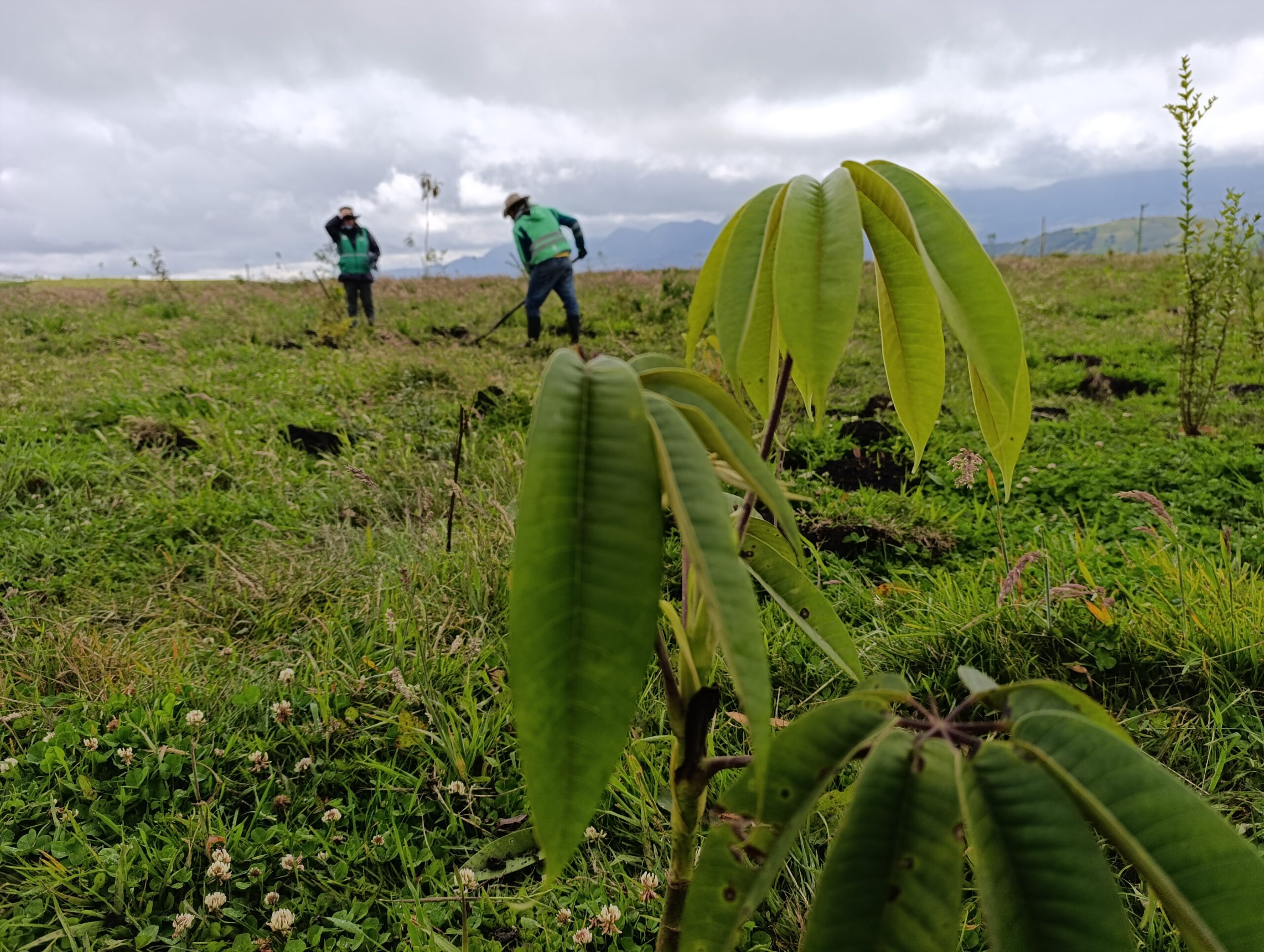 Historias del verde urbano: El Jardín Botánico plantó 1.307 árboles durante #1000En1Día