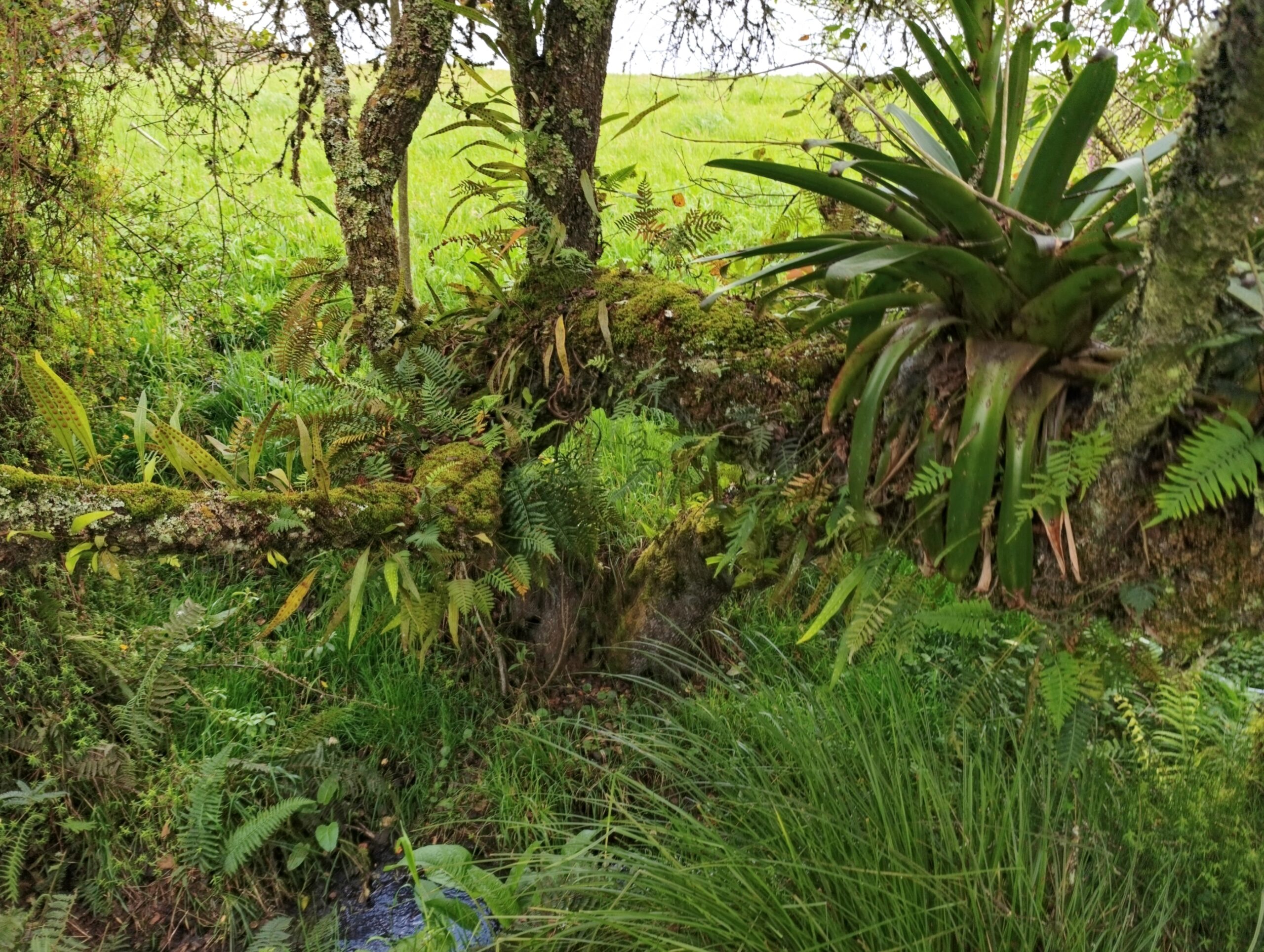Historias del verde urbano: El Jardín Botánico plantó 1.307 árboles durante #1000En1Día