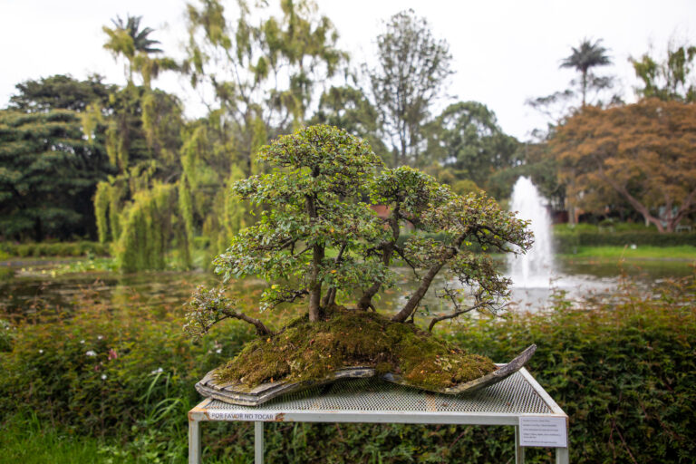 El Jardín Botánico José Celestino Mutis invita a la ciudadanía a vivir una experiencia de contemplación y conexión con la naturaleza en la IV Exposición de Bonsáis