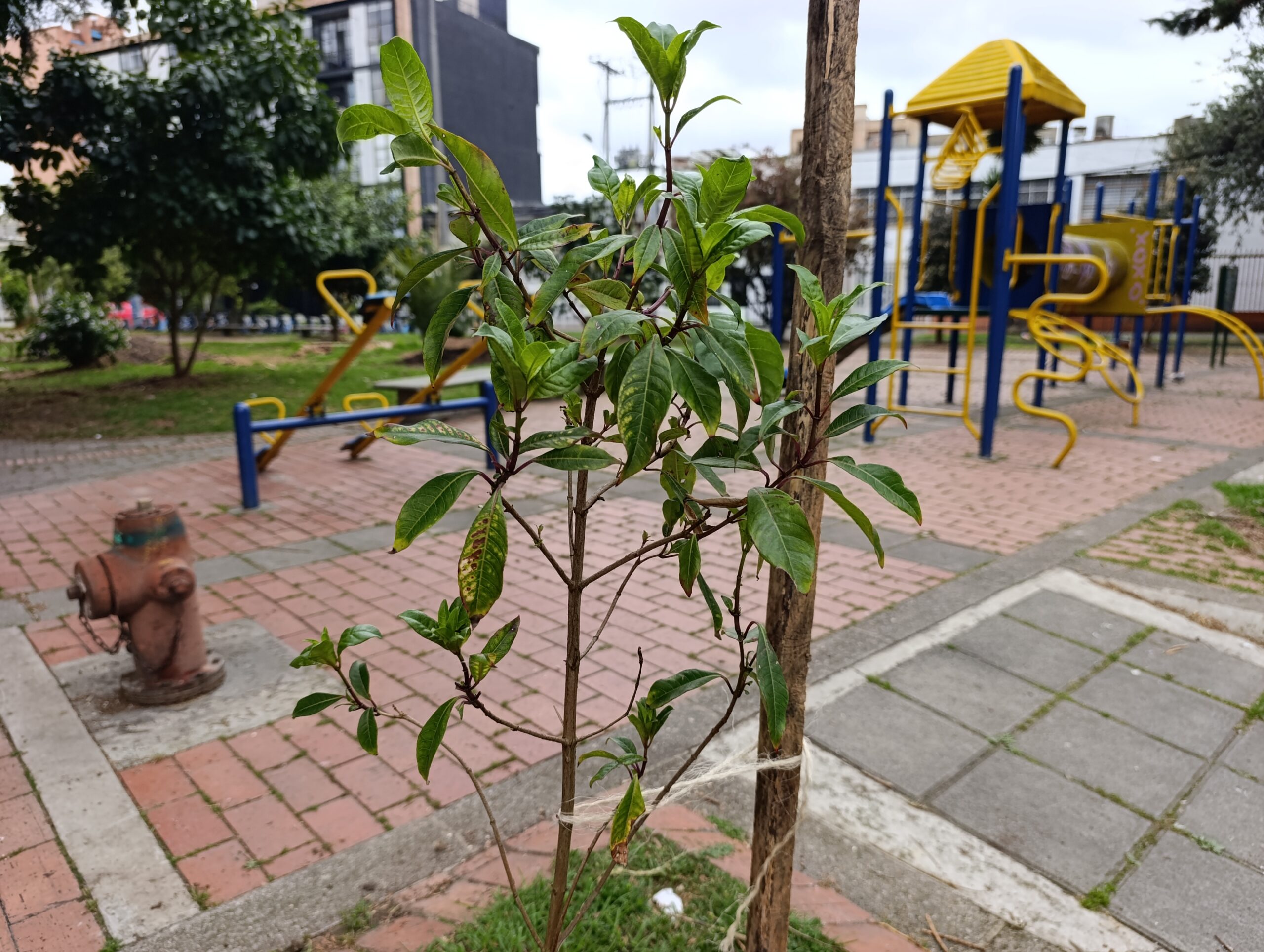 Historias del verde urbano: El reverdecer de San Luis y el parque Tercer Milenio