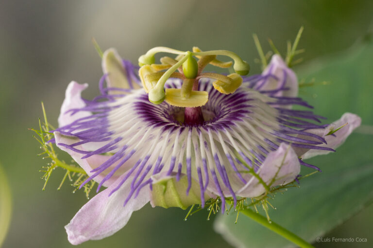 Passiflora foetida