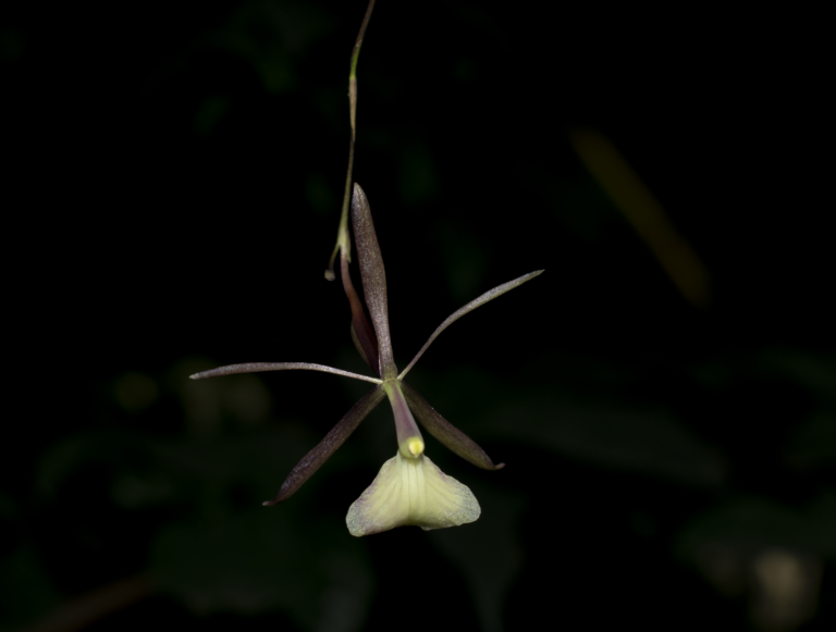 Epidendrum ceticaudatum