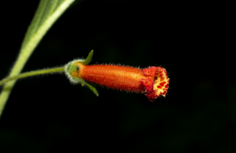 Kohleria hirsuta