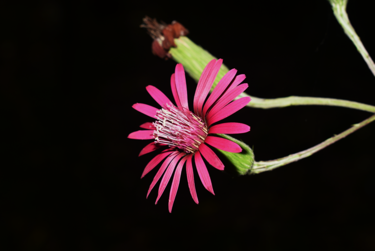 Onoseris purpurea