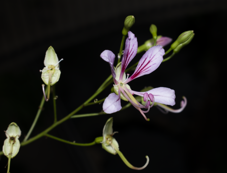Phanera yunnanensis