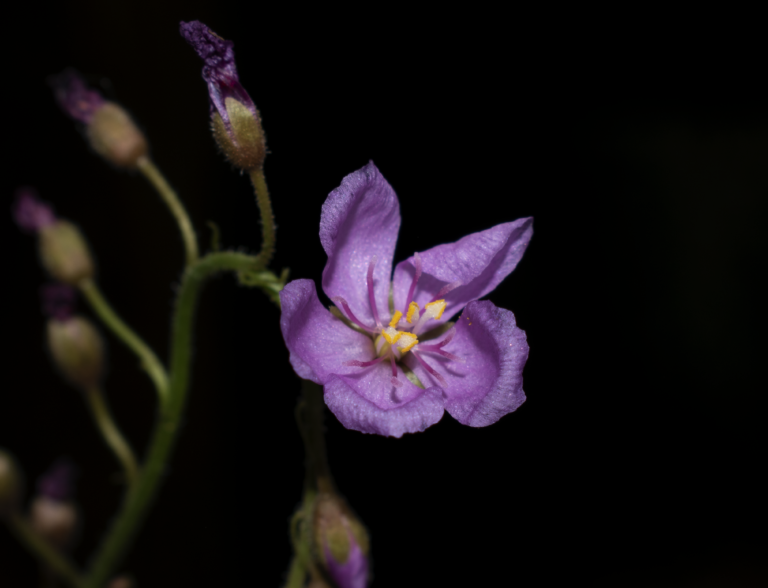 Drosera capensis