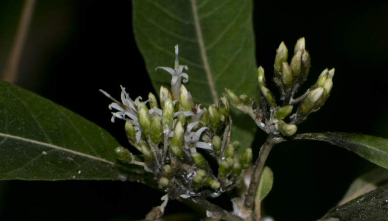 Piptocoma discolor
