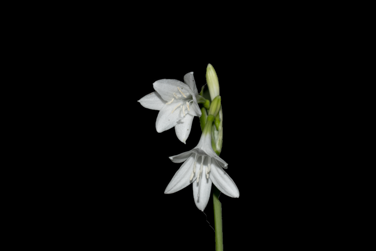 Eucharis caucana
