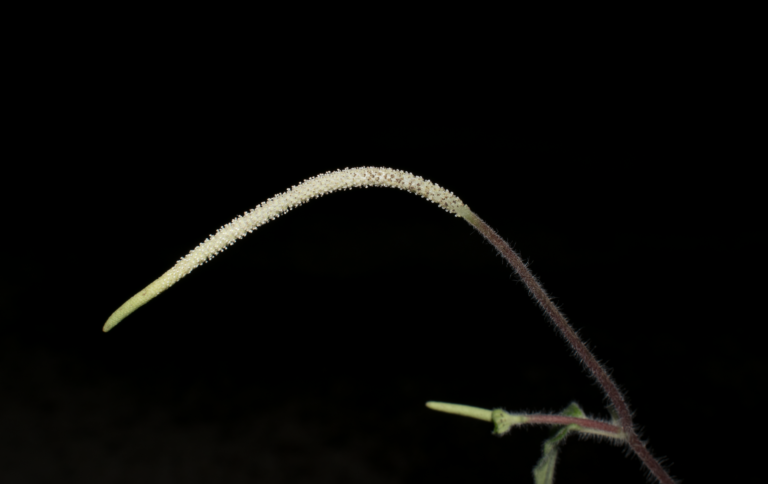 Peperomia perlongipedunculata