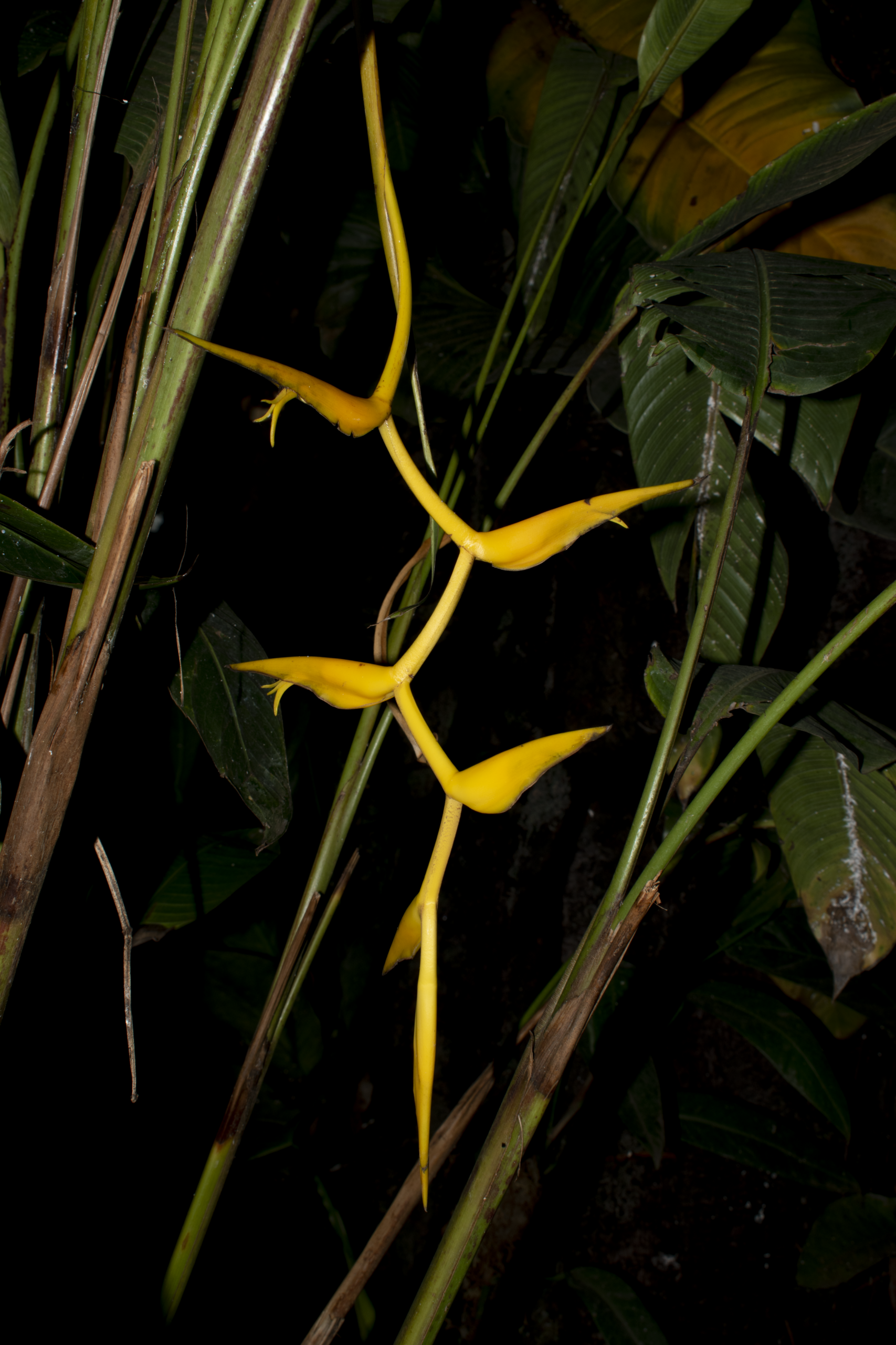 Heliconia spiralis