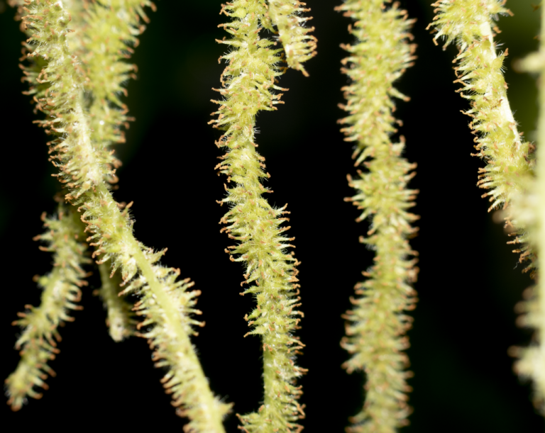 Myriocarpa stipitata