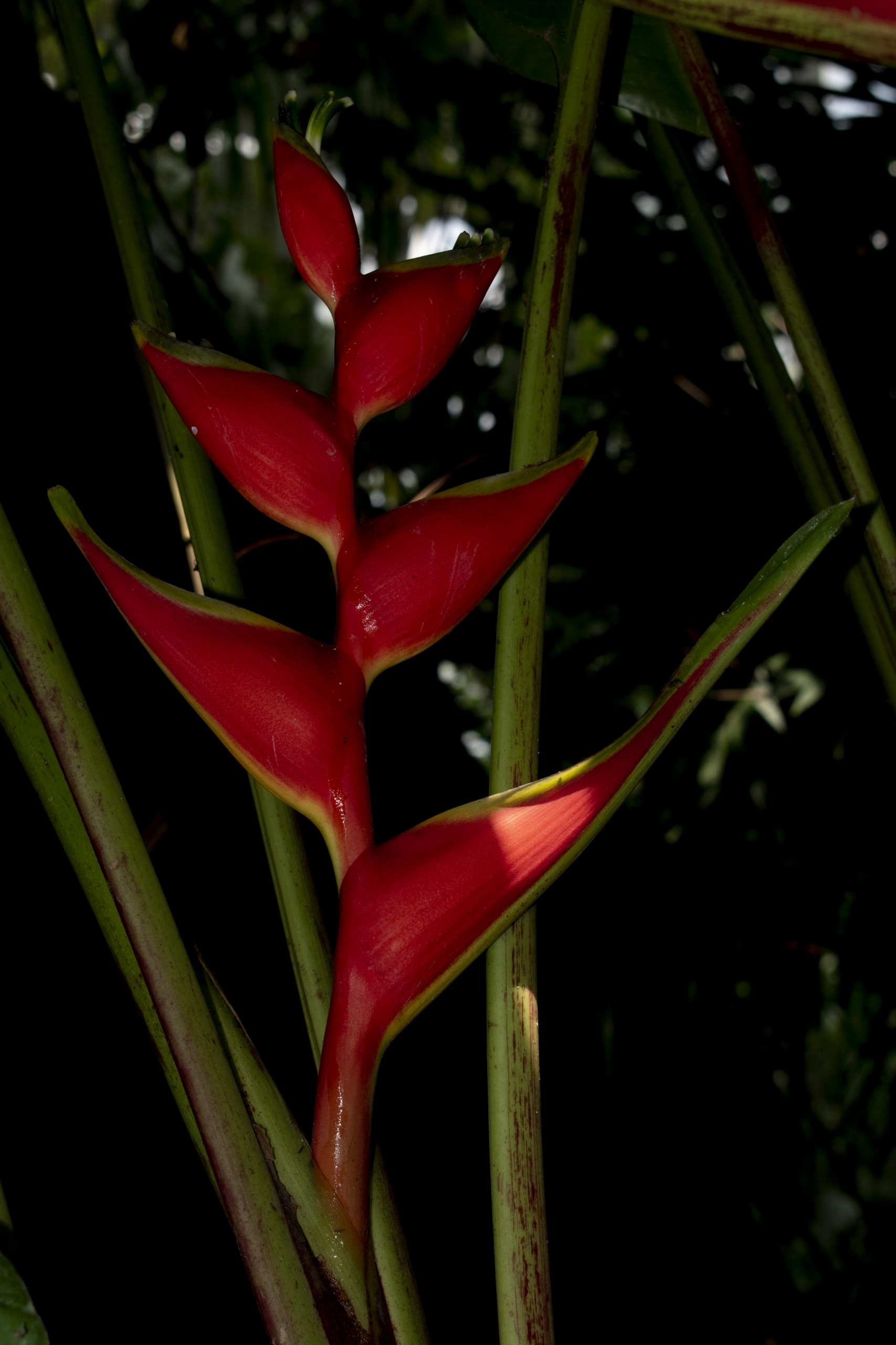 Heliconia stricta