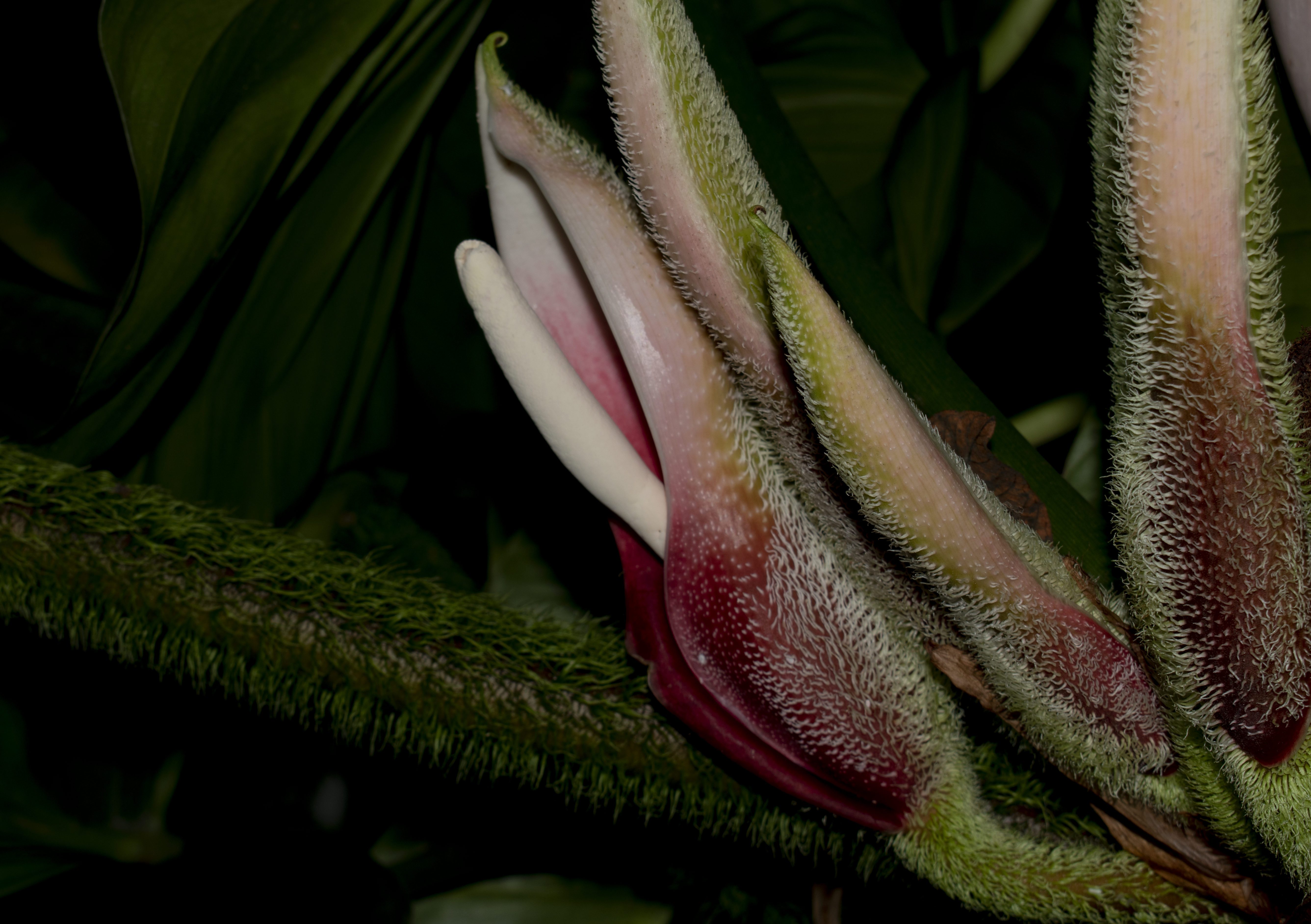 Philodendron verrucosum - Jardín Botánico de Bogotá