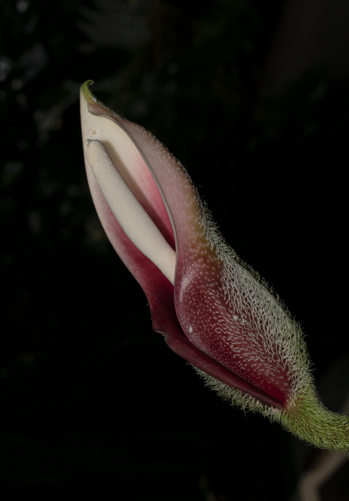Philodendron verrucosum - Jardín Botánico de Bogotá