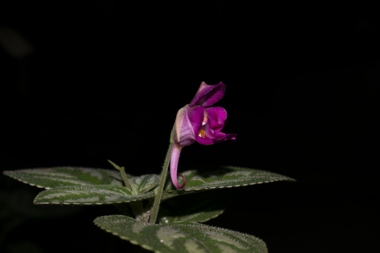 Impatiens marianae
