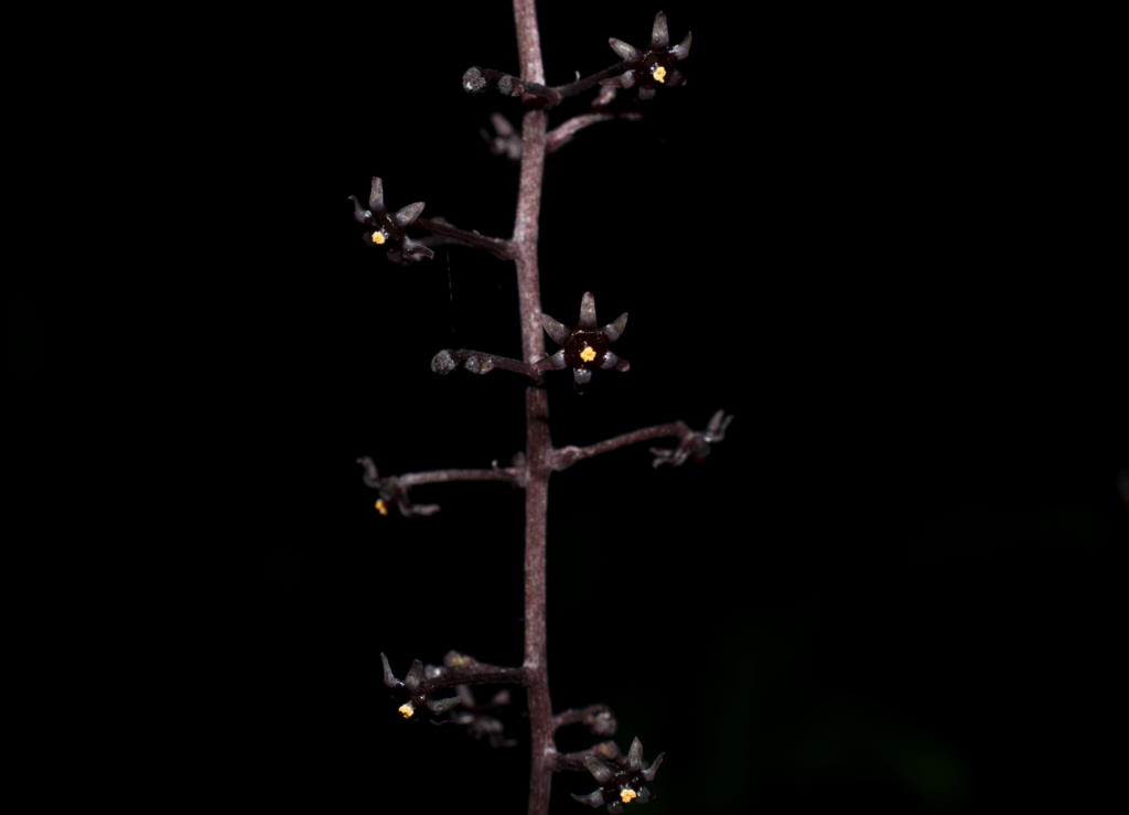 Dioscorea cf. mexicana