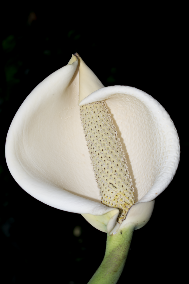 Monstera deliciosa