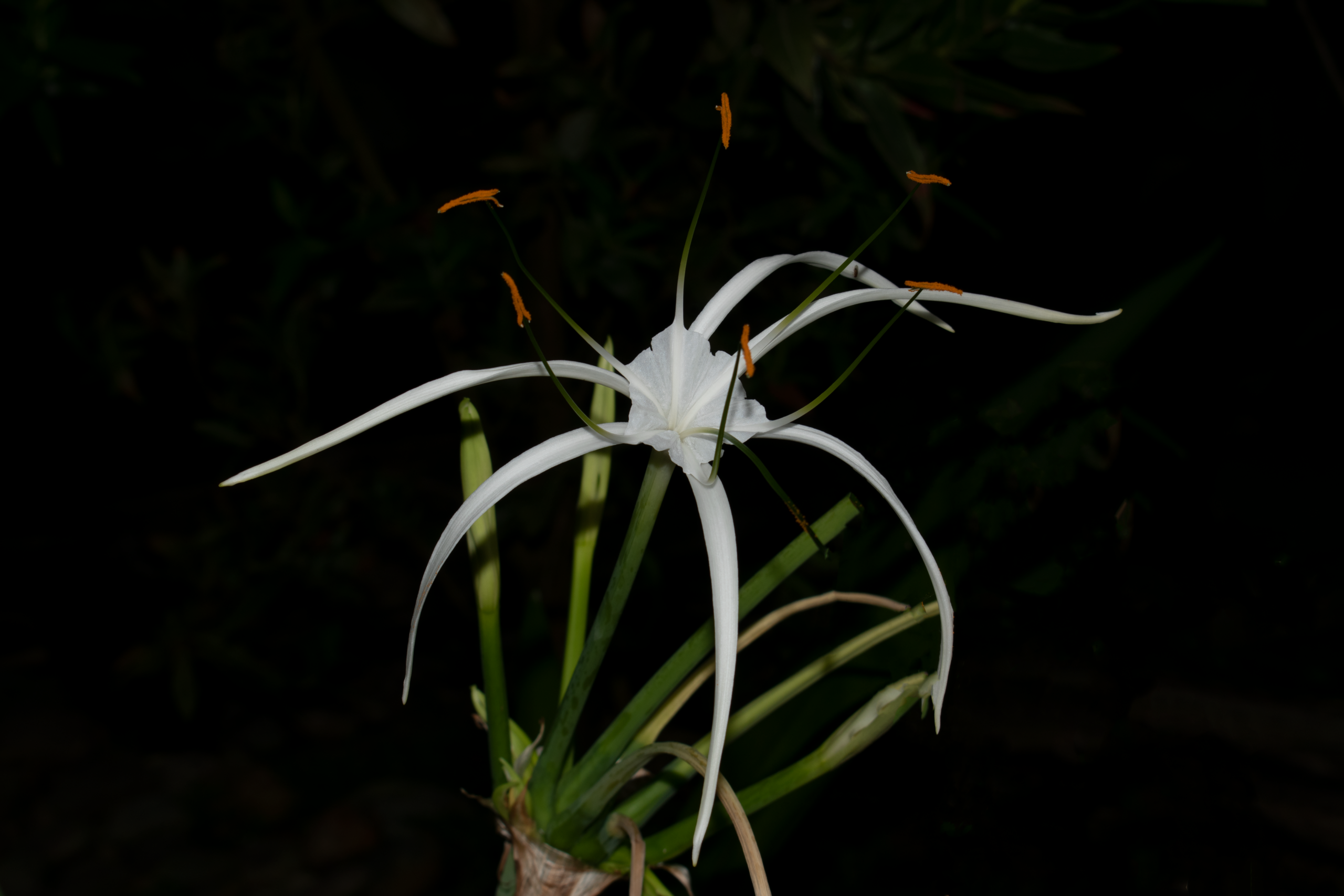 Hymenocallis littoralis