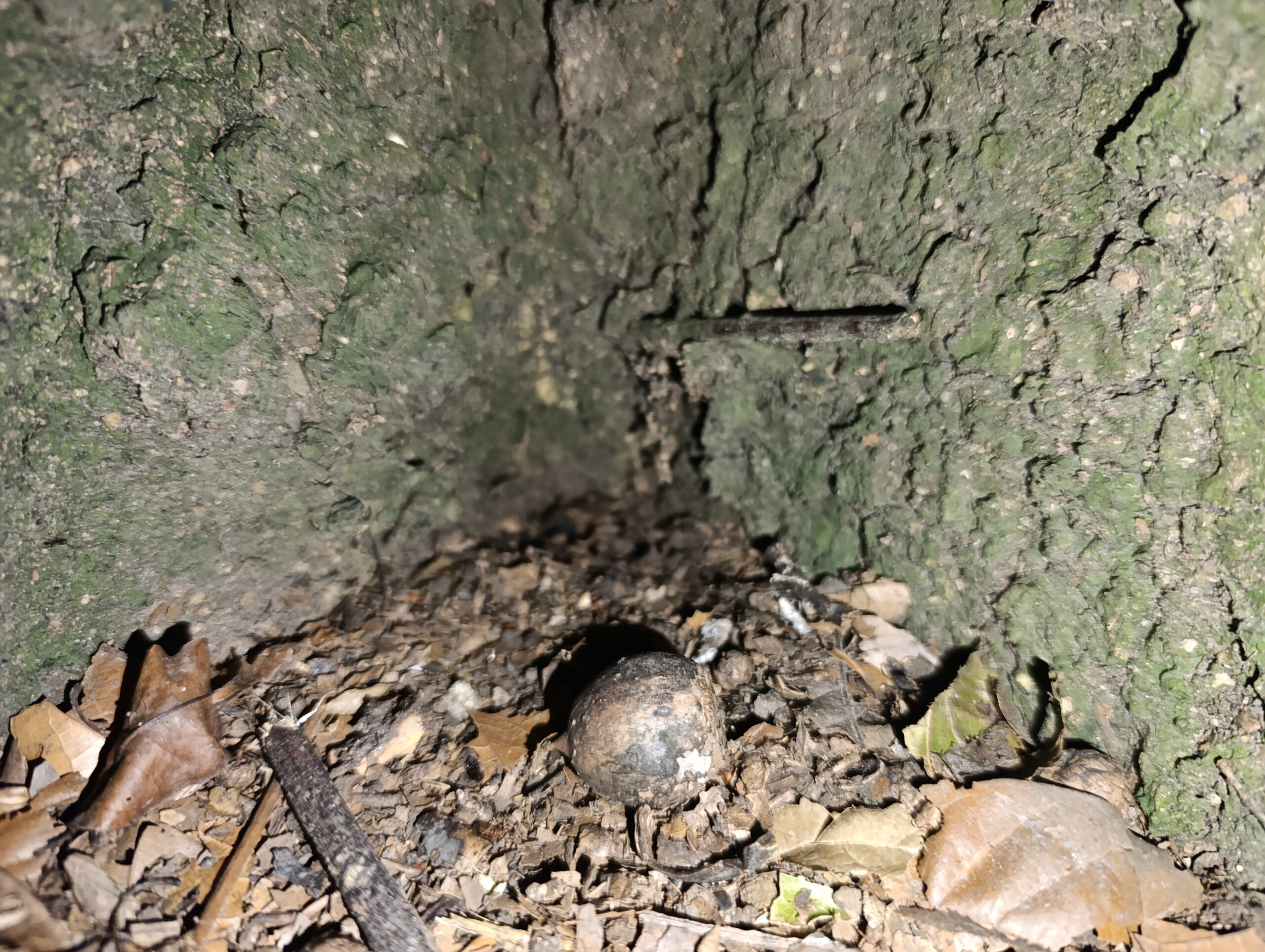 Historias del verde urbano: Explorando la biodiversidad de Ciudad Montes bajo la luz de la Luna