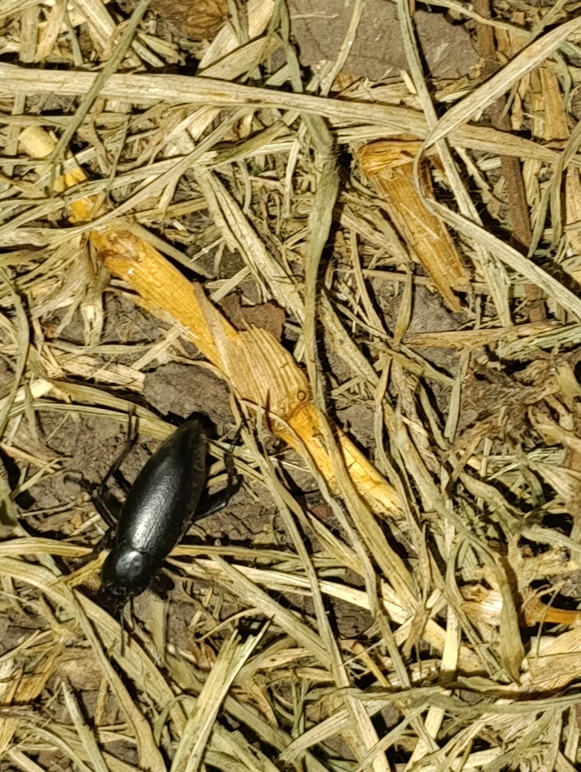 Historias del verde urbano: Explorando la biodiversidad de Ciudad Montes bajo la luz de la Luna