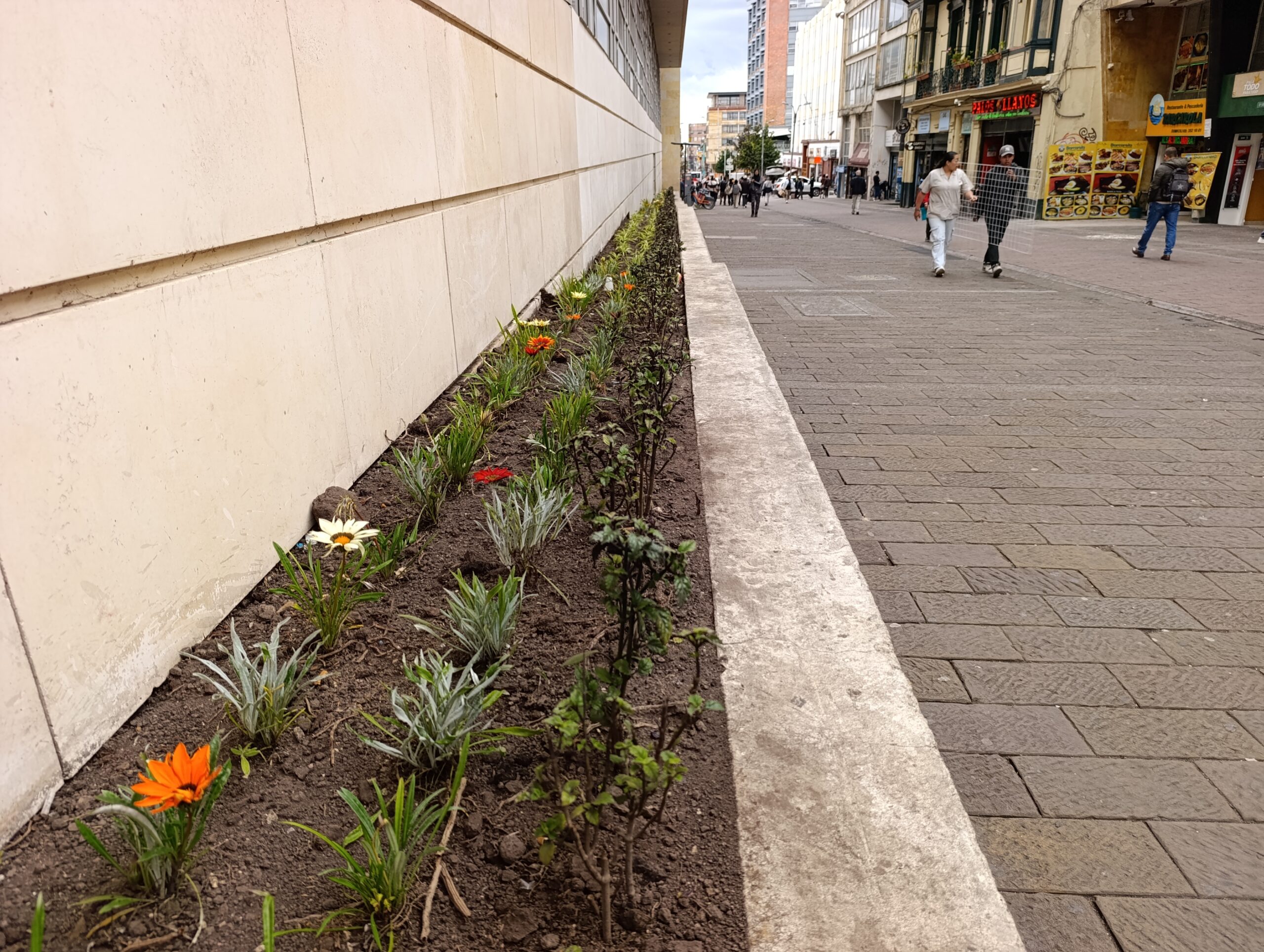 Historias del verde urbano: El renacer de las jardineras externas del Palacio Liévano